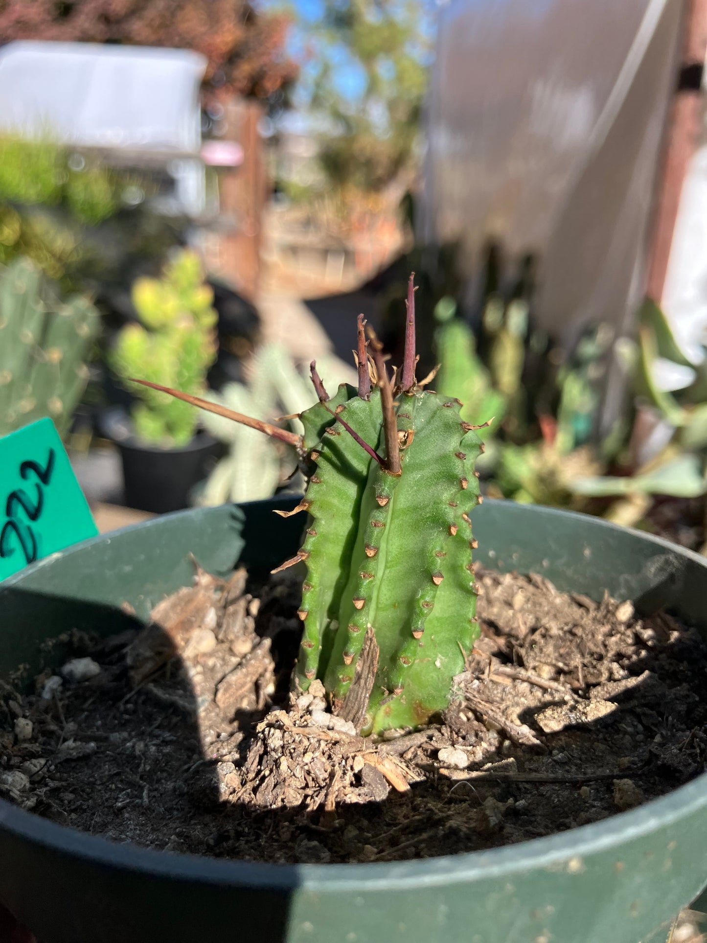 Euphorbia Horrida Noorsveldensis 2" Tall #222G