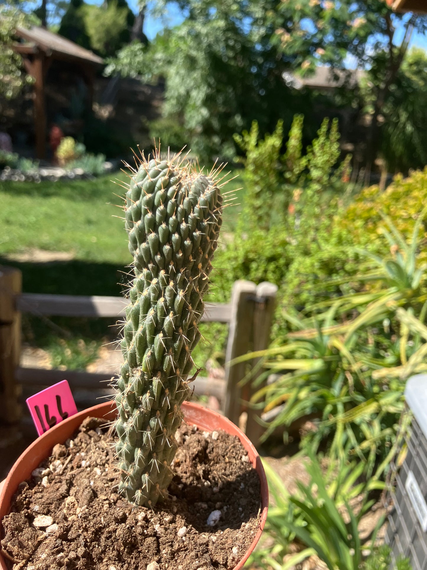 Cylindropuntia fulgida Cholla Boxing Glove Cactus Crest 4"Tall #166P