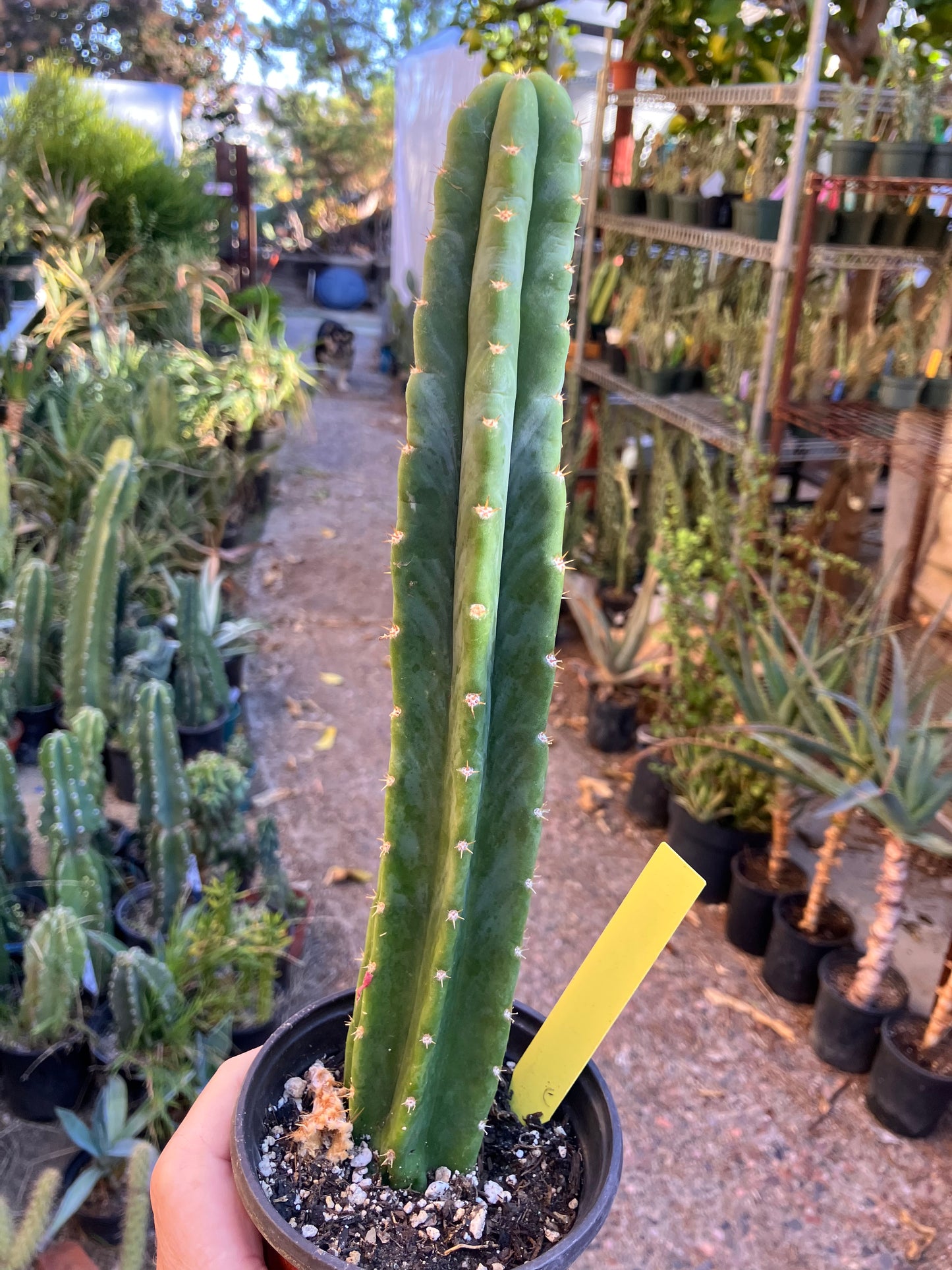 San Pedro Cactus - Trichocereus pachanoi 10.5"Tall 5Y