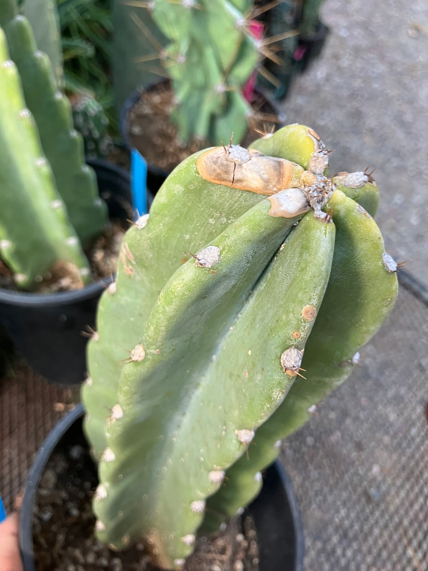 Cereus Peruvianus Night Blooming 11"Tall #110B