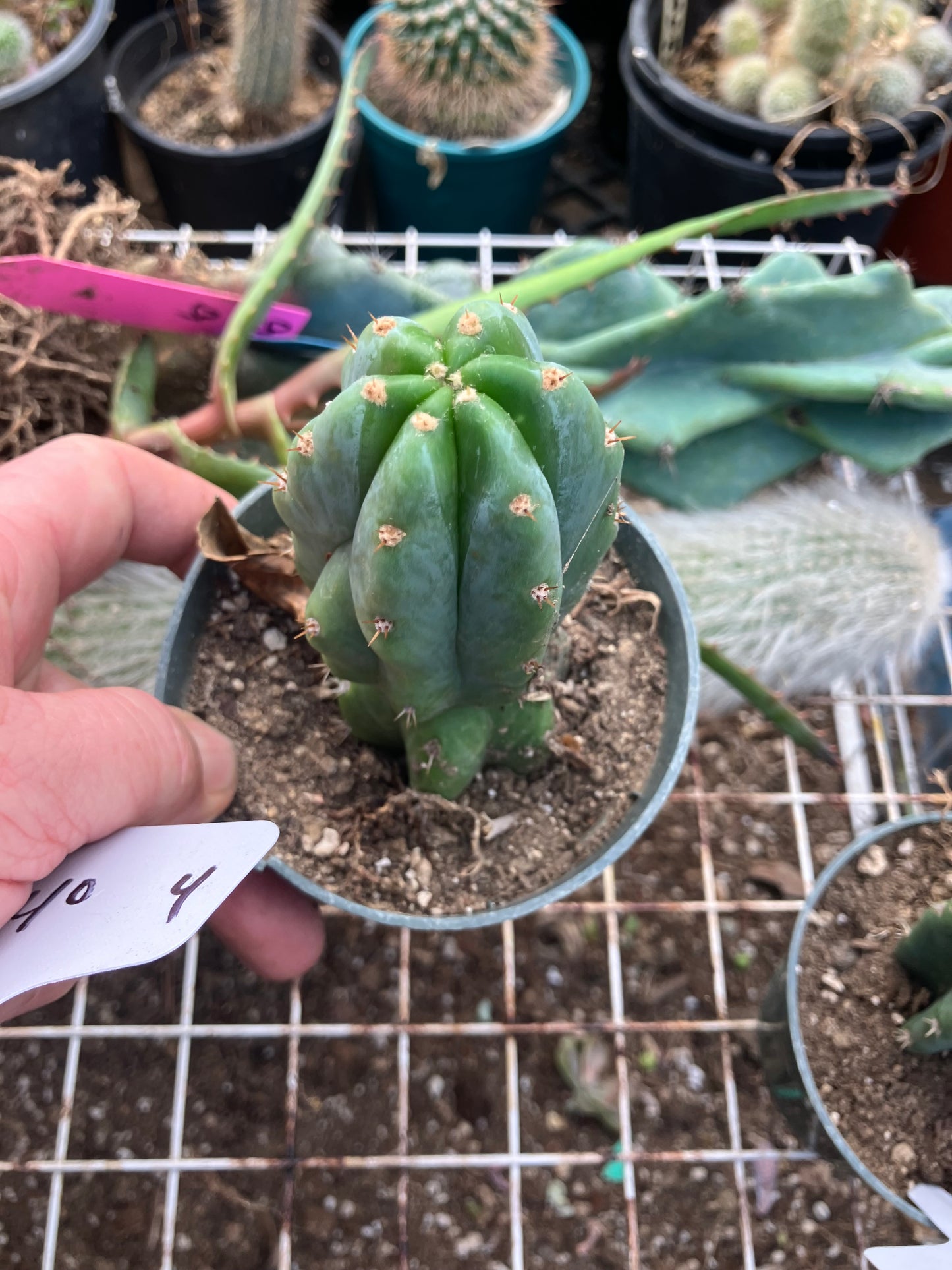 San Pedro Cactus - Trichocereus pachanoi 4" Tall #40W