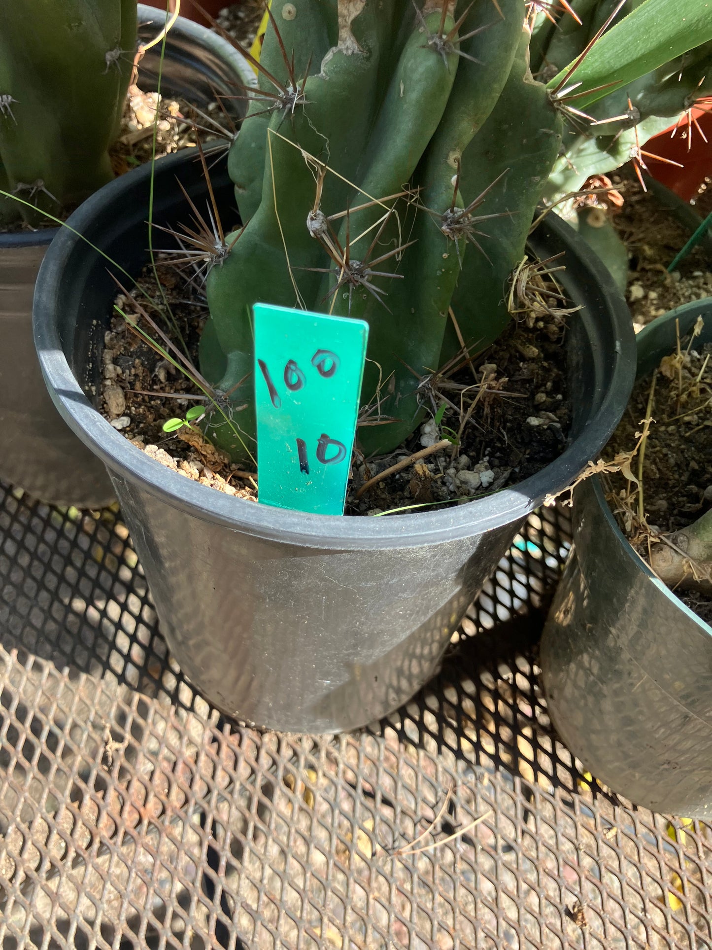 Cereus Peruvianus Monstrose Night Blooming 10"Tall #100G