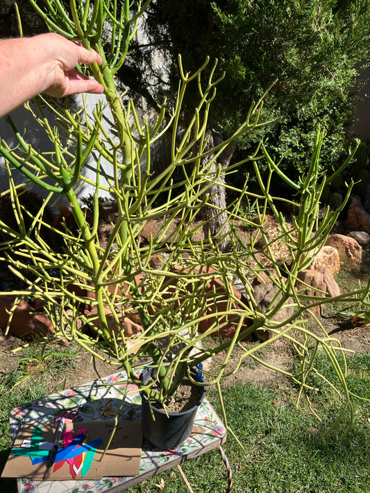 Euphorbia tirucalli Pencil Cactus/Succulent 39"Tall 27"Wide #28B