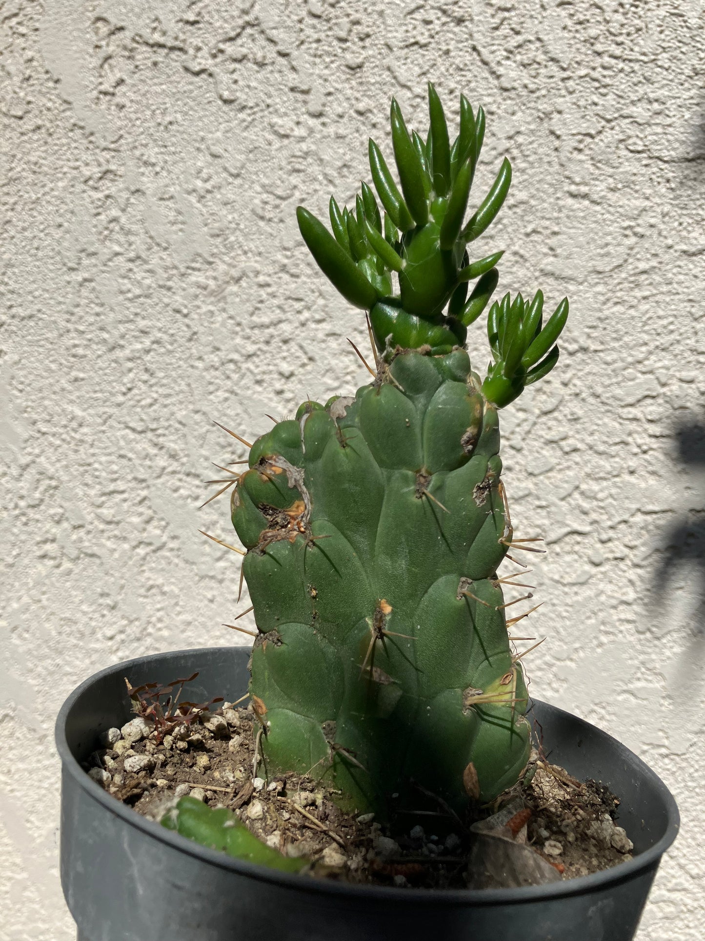 Austrocylinfdropuntia subulata monstrose Eve's Needle Cactus Crest 6"Tall  #66G