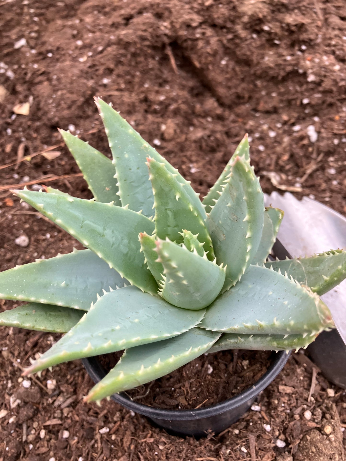 Aloe Brevifolia Short Leaf Aloe  Succulent 5" Wide #91G