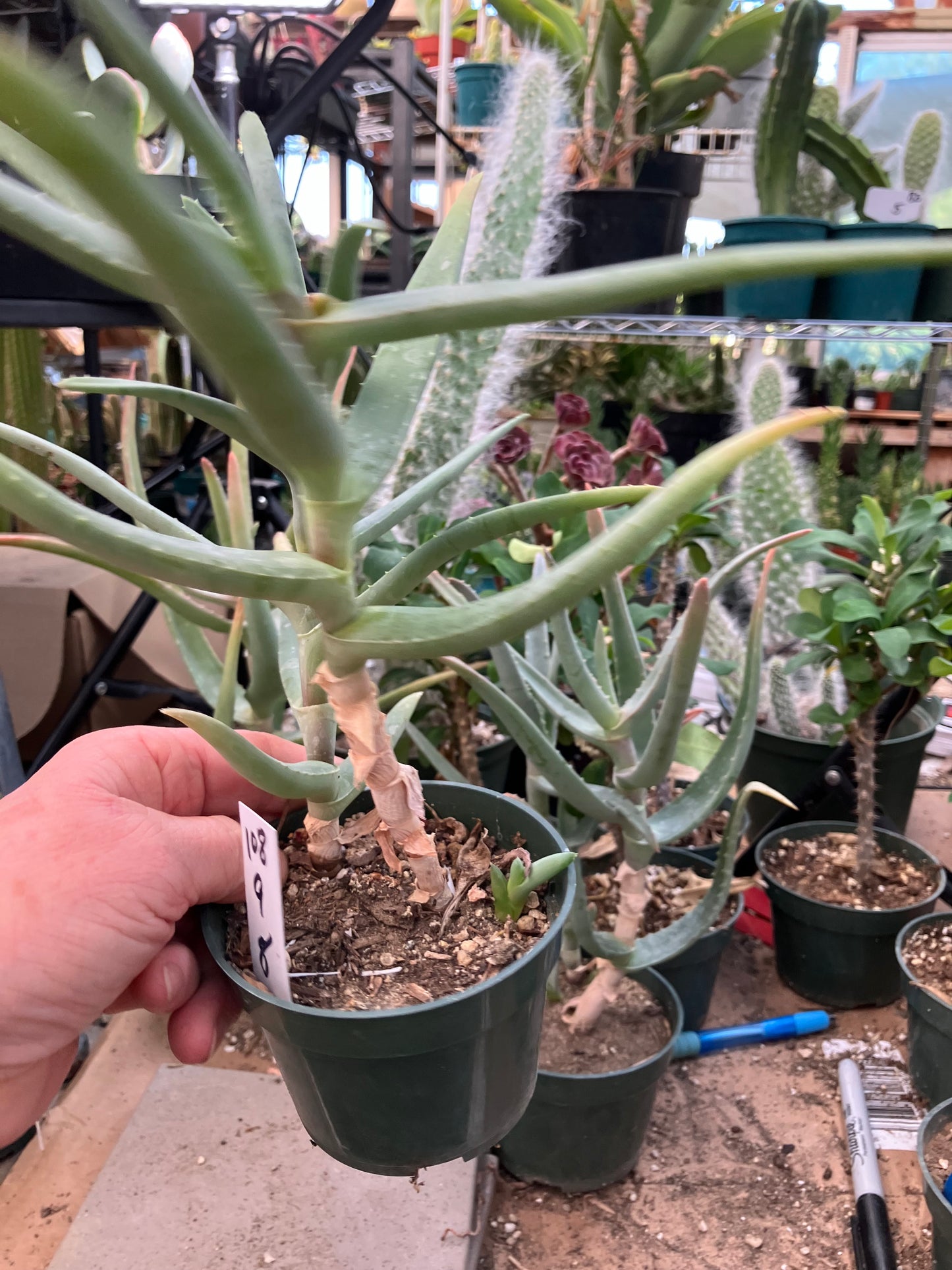 Aloe Hybrid 11"Tall  #112Y