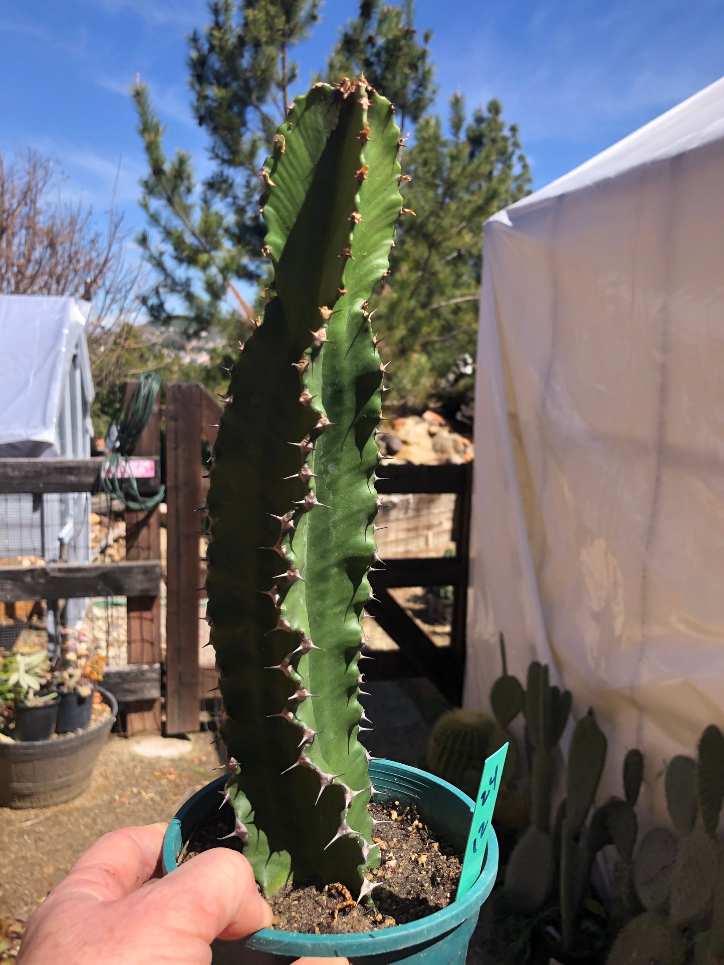 Euphorbia ingens Chocolate Drop 12”Tall #24G