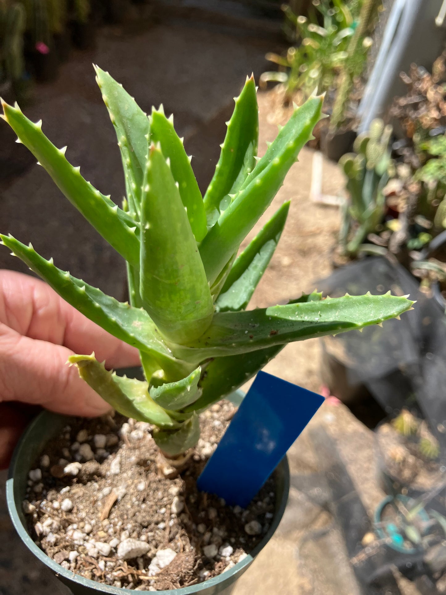 Aloe nobilis Green Succulent 6" Tall #06B