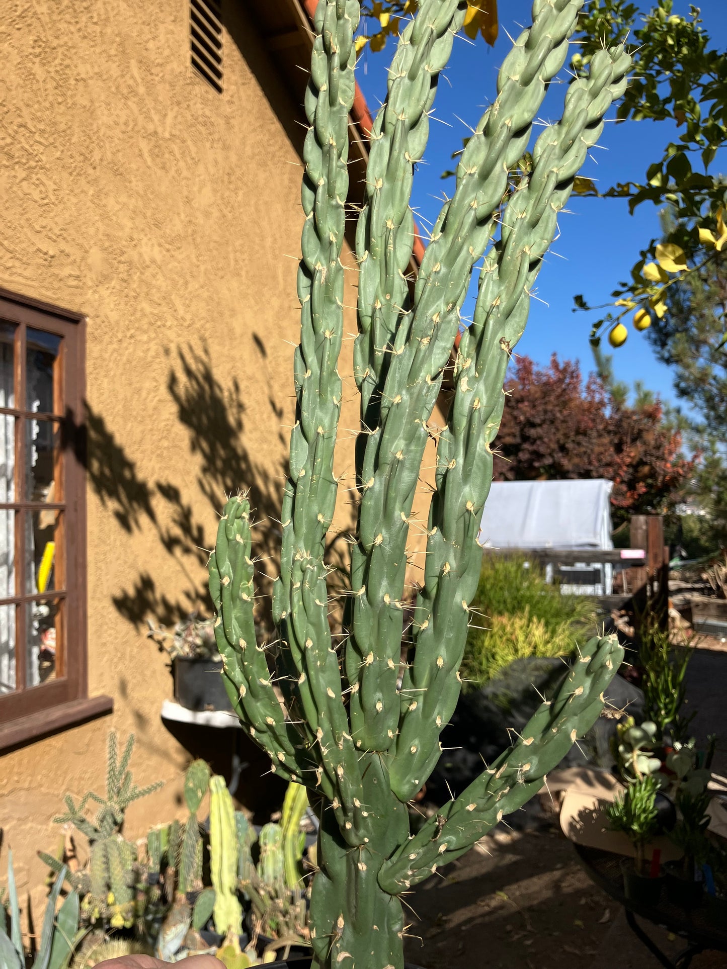 Cholla Cylindropuntia Imbricata  Buckhorn 23”Tall #023P