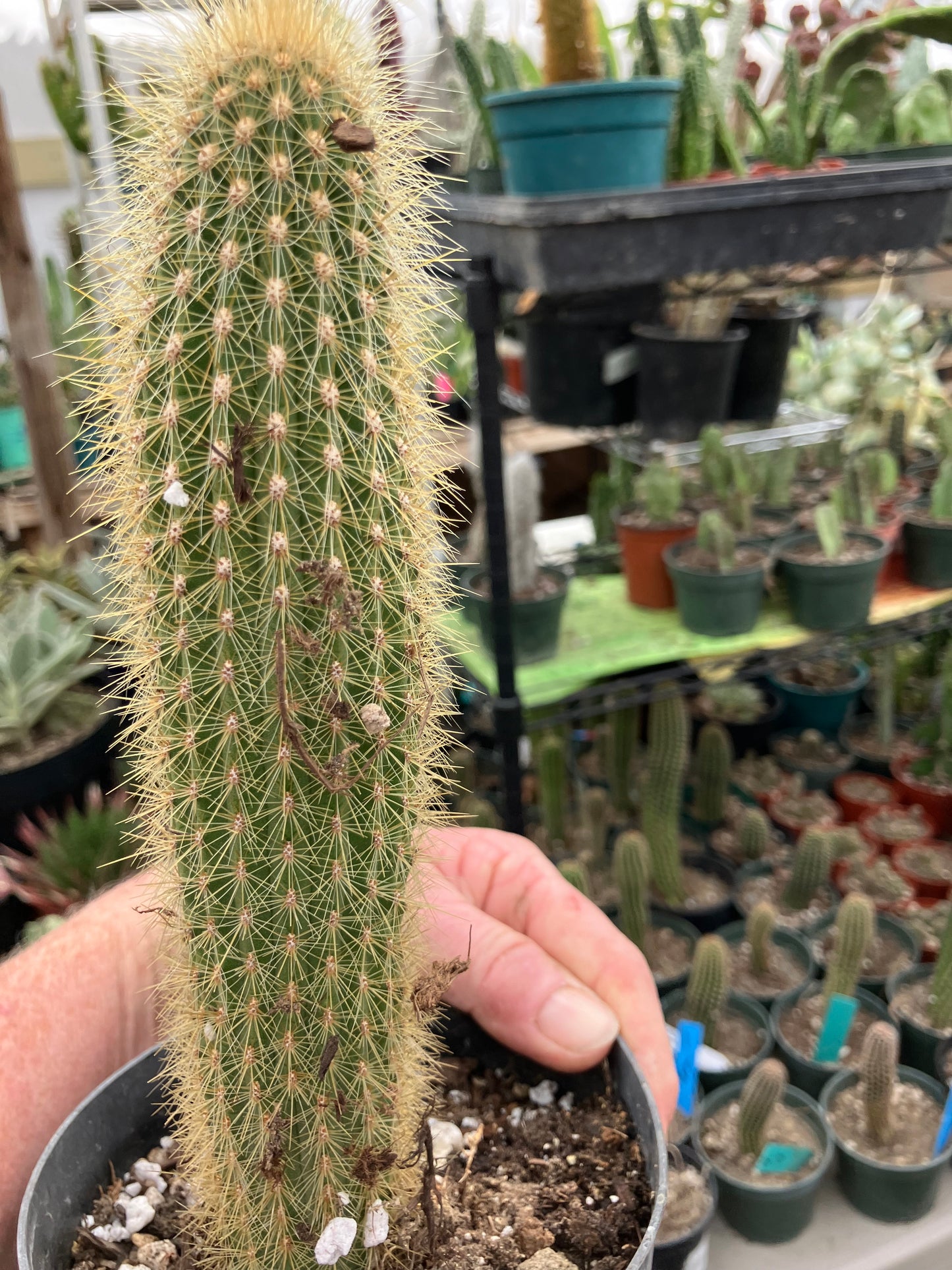 Cleistocactus hyalacanthus Cactus Columnar 9”Tall #90G