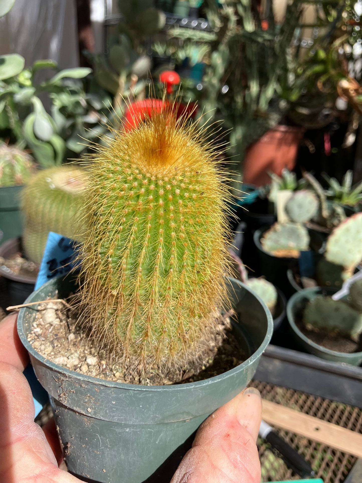 Notocactus leninghausii 3.5"Tall Cactus #60B