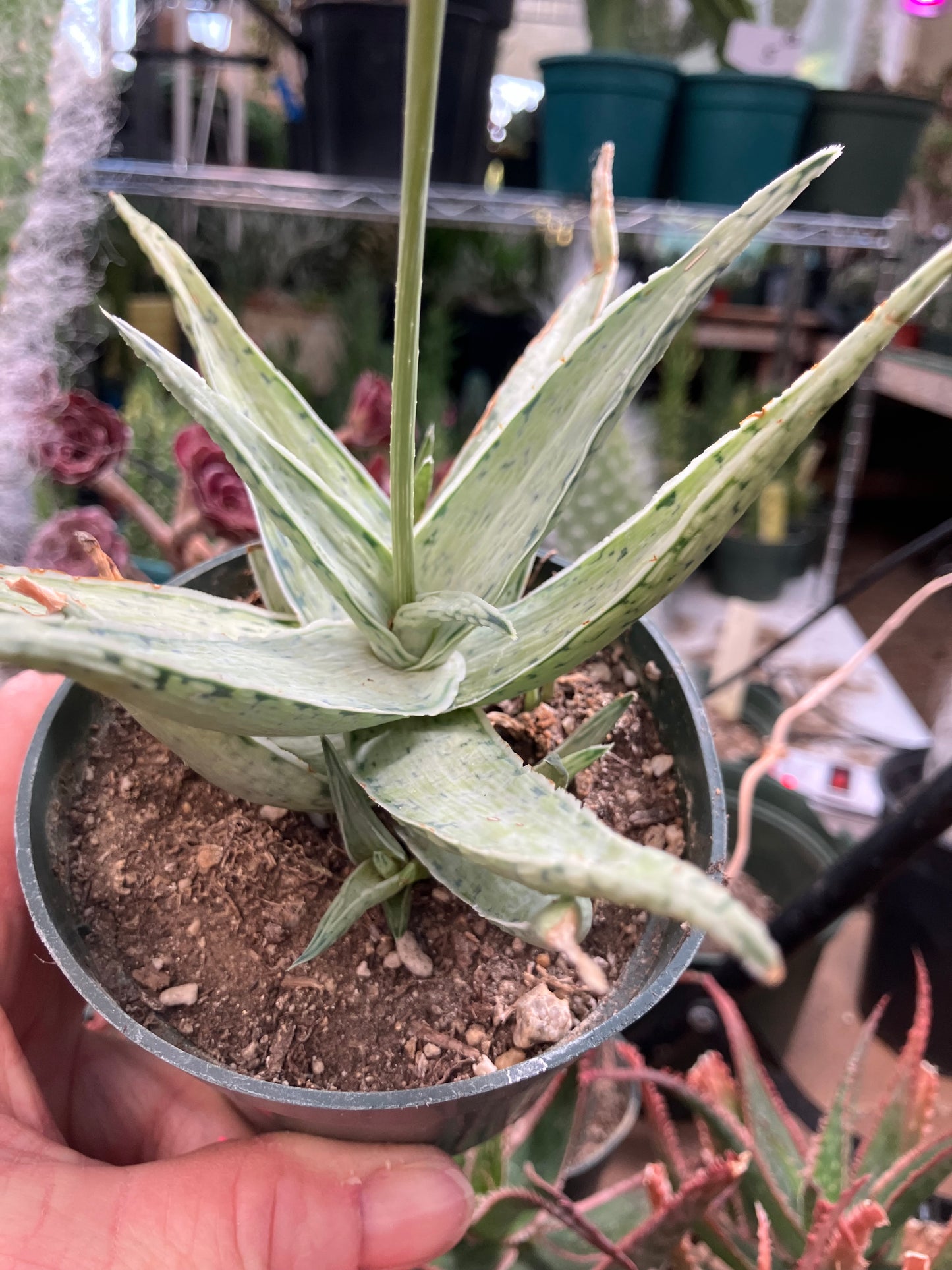 Aloe Hybrid Snow Drift Succulent 6”Wide #60R