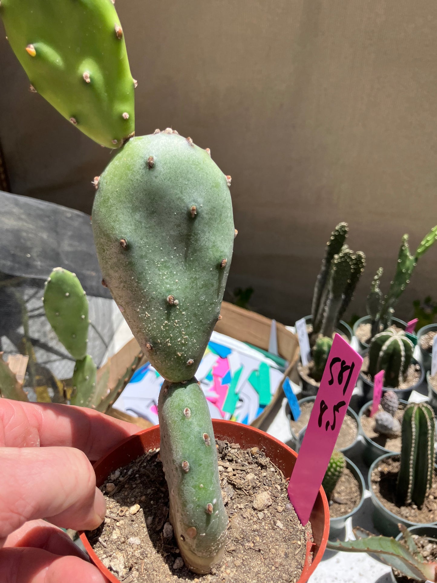 Opuntia canterae elata Cactus 8.5"Tall #581P