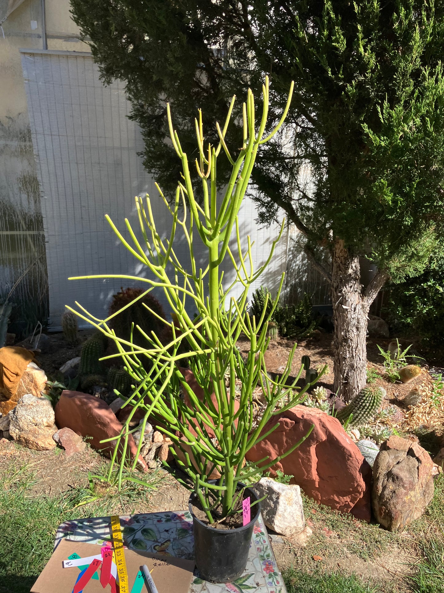 Euphorbia tirucalli Pencil Cactus/Succulent 37"Tall 17"Wide #2P