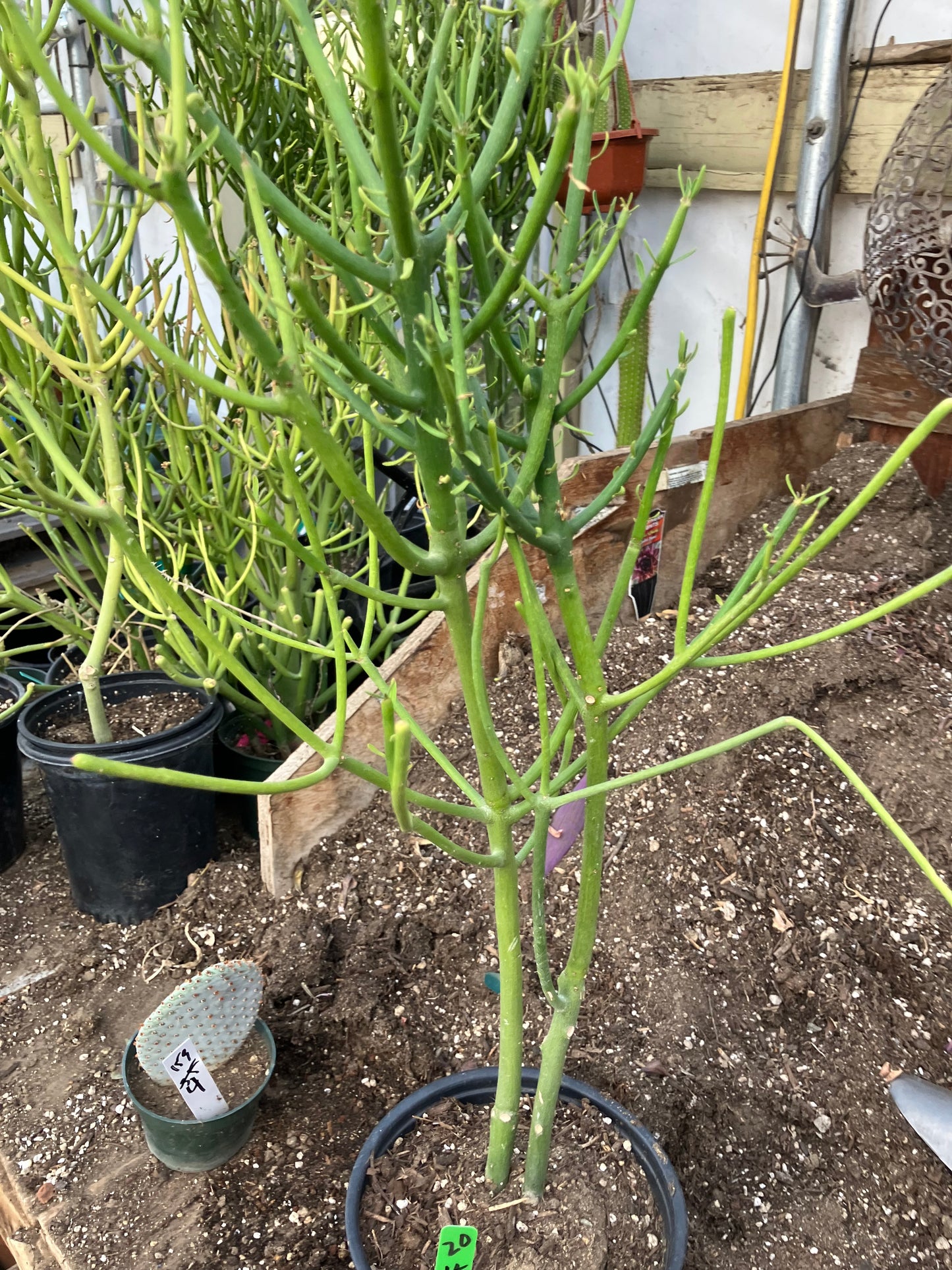 Euphorbia tirucalli Pencil Cactus/Succulent 24"Tall 11"Wide #20G