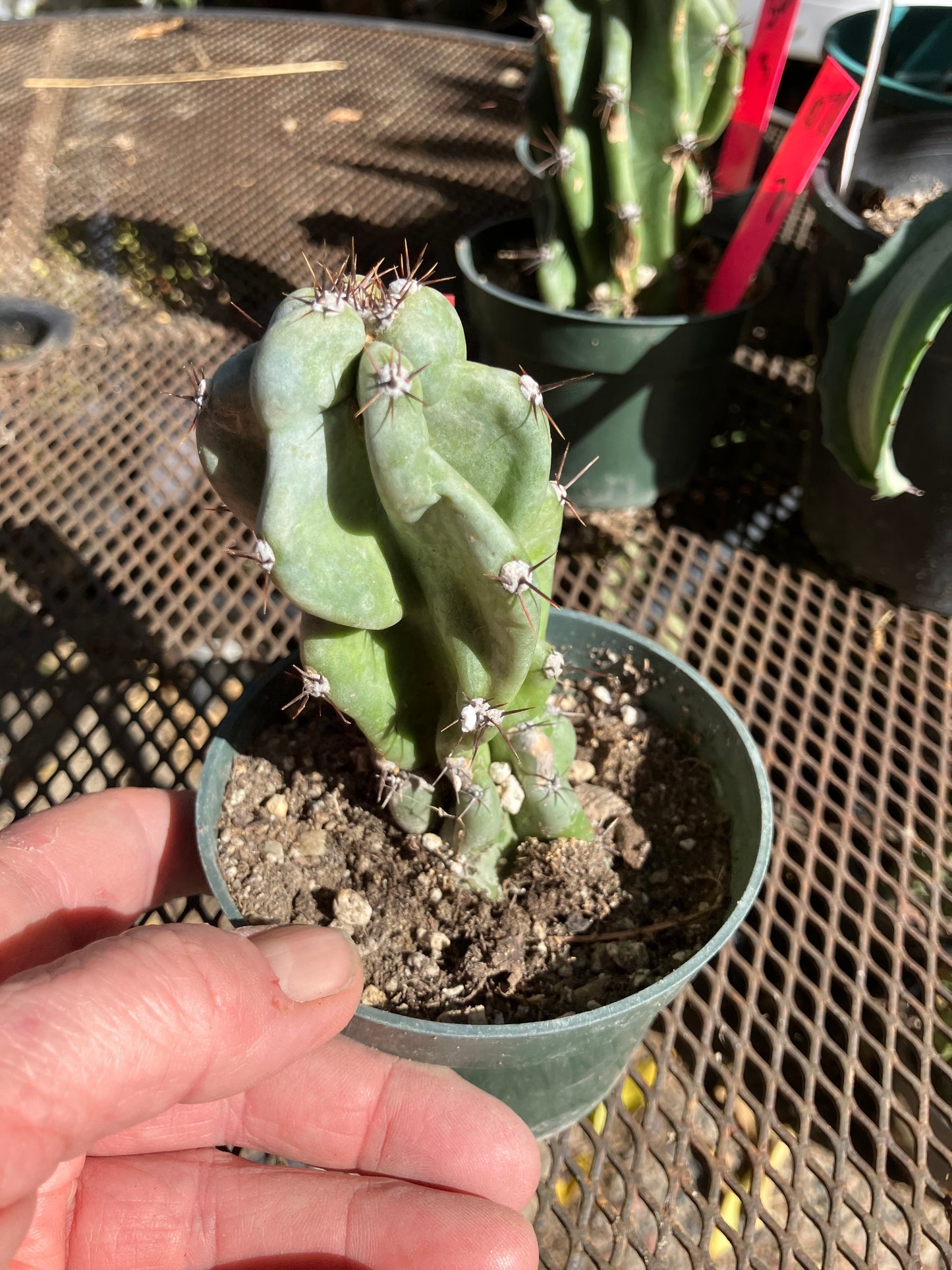 Cereus Peruvianus Monstrose Night Blooming 5”Tall #5R