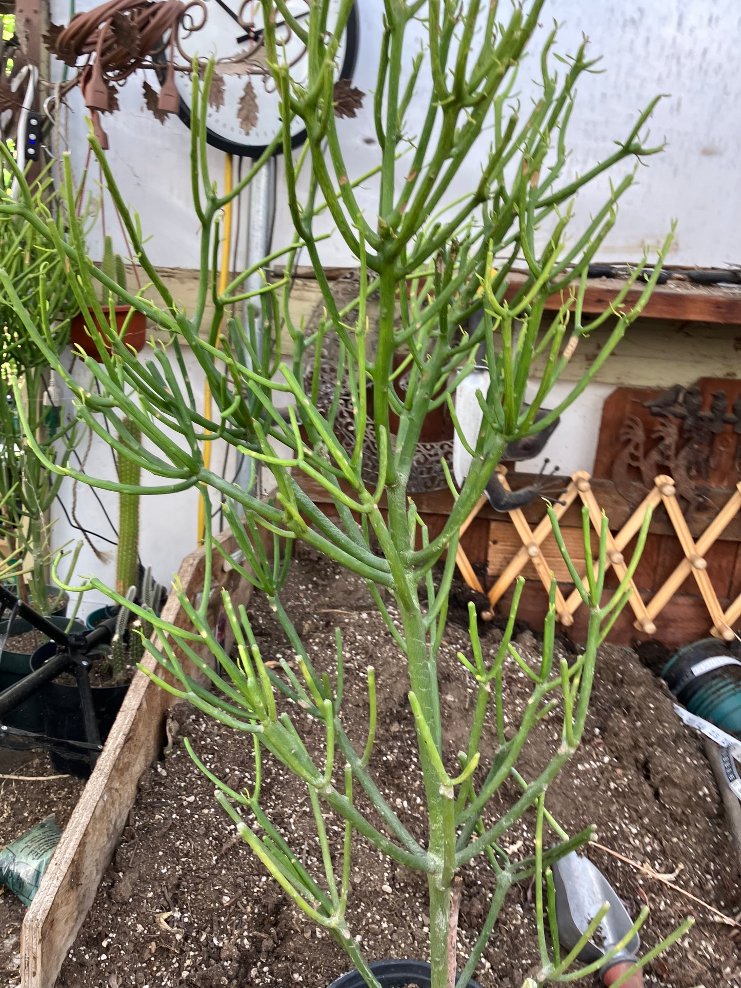 Euphorbia tirucalli Fire Stick 30"Tall 15"Wide #53B