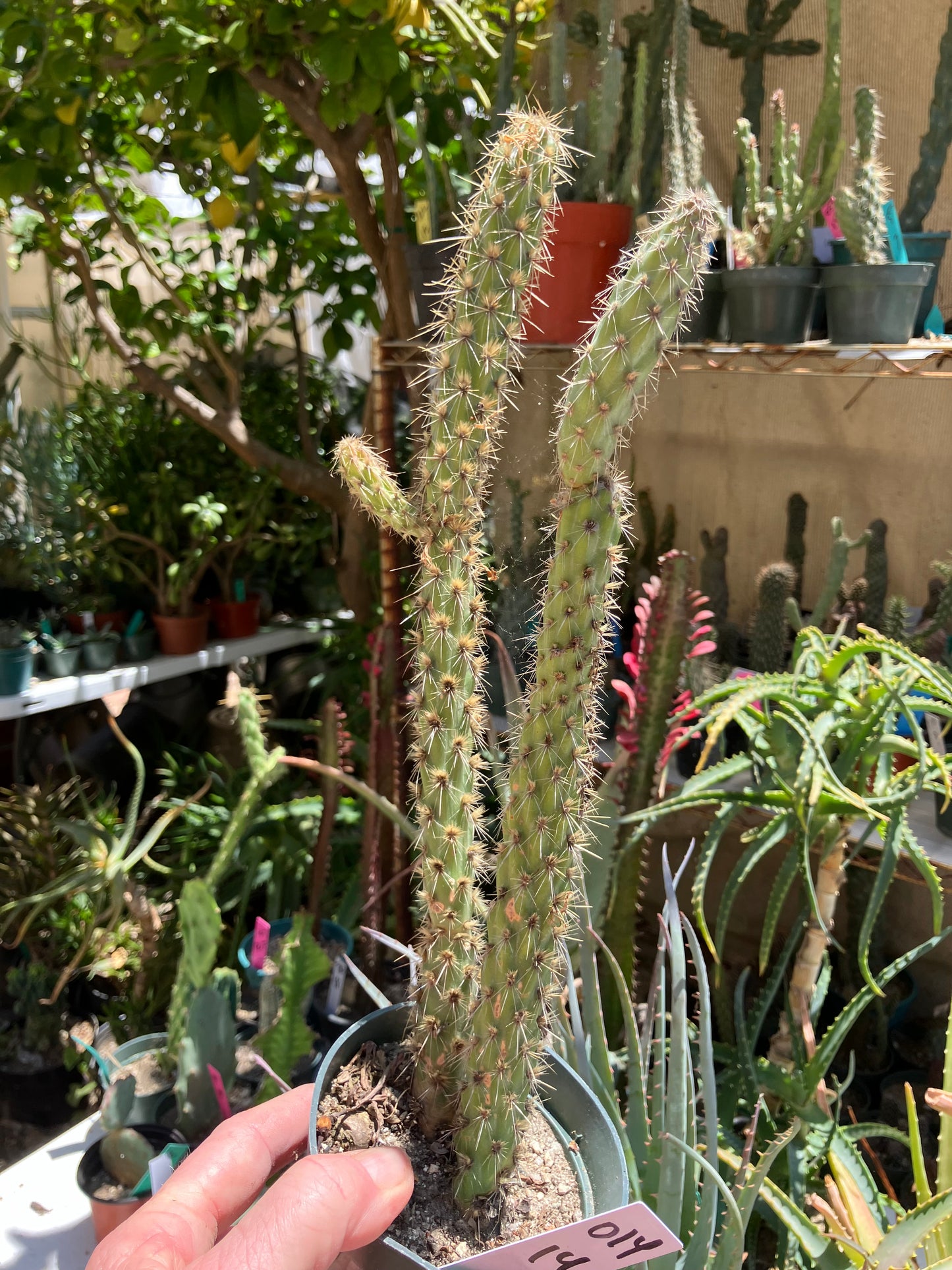 Cholla Cylindropuntia  Buckhorn  Cactus 14”Tall #014W