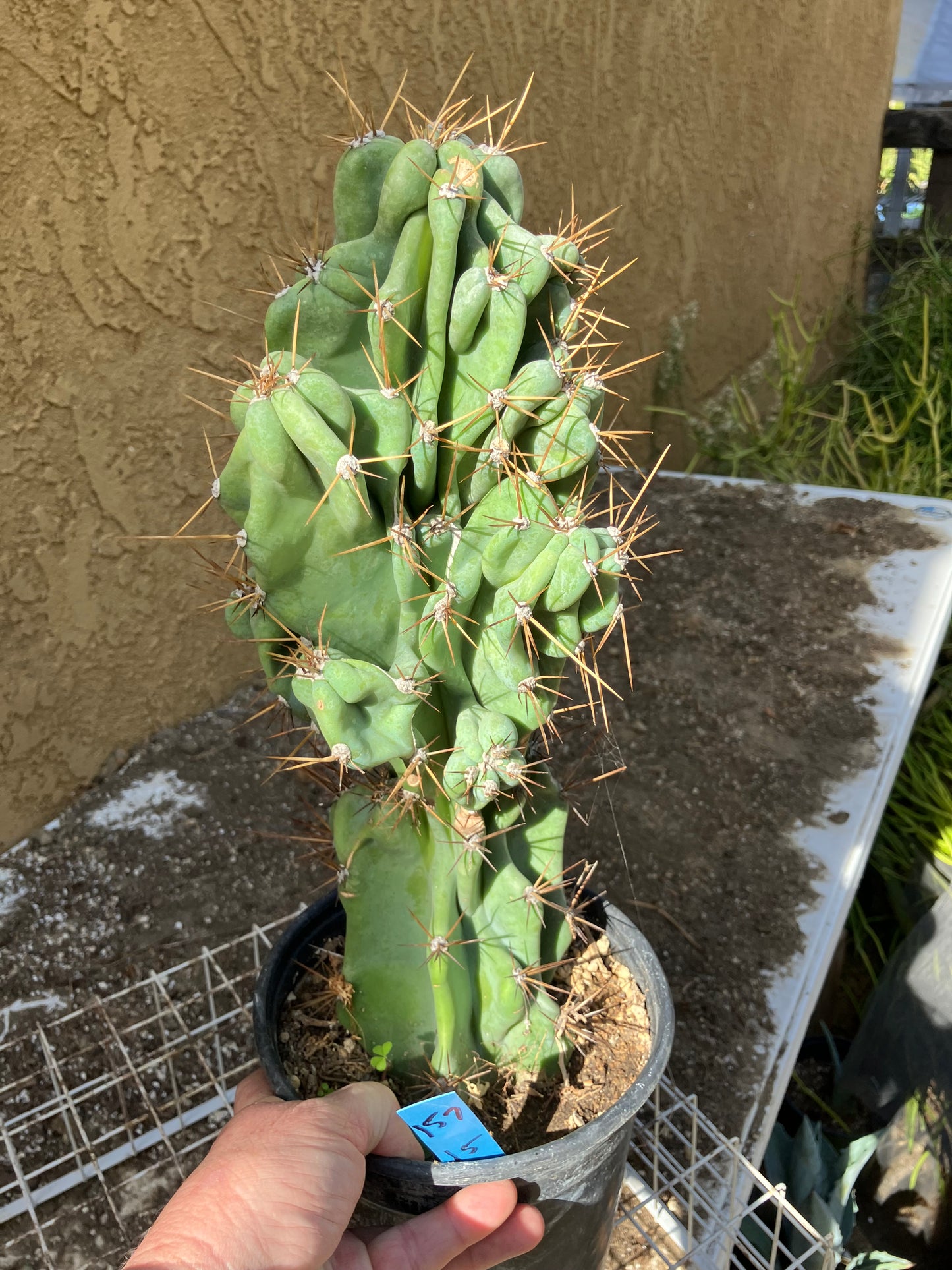 Cereus Peruvianus Monstrose Night Blooming 15”Tall #157B