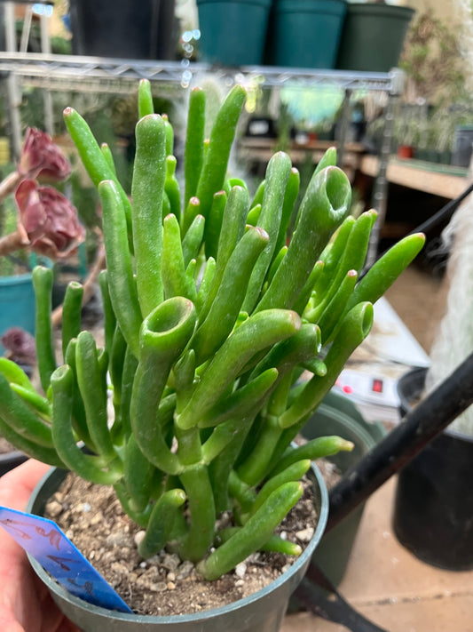 Crassula Gollum Jade Succulent Bonsai Style Living Plant 5”Tall 4" Wide #54B