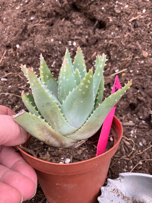 Aloe Brevifolia Short Leaf Aloe  Succulent 3" Wide #21P