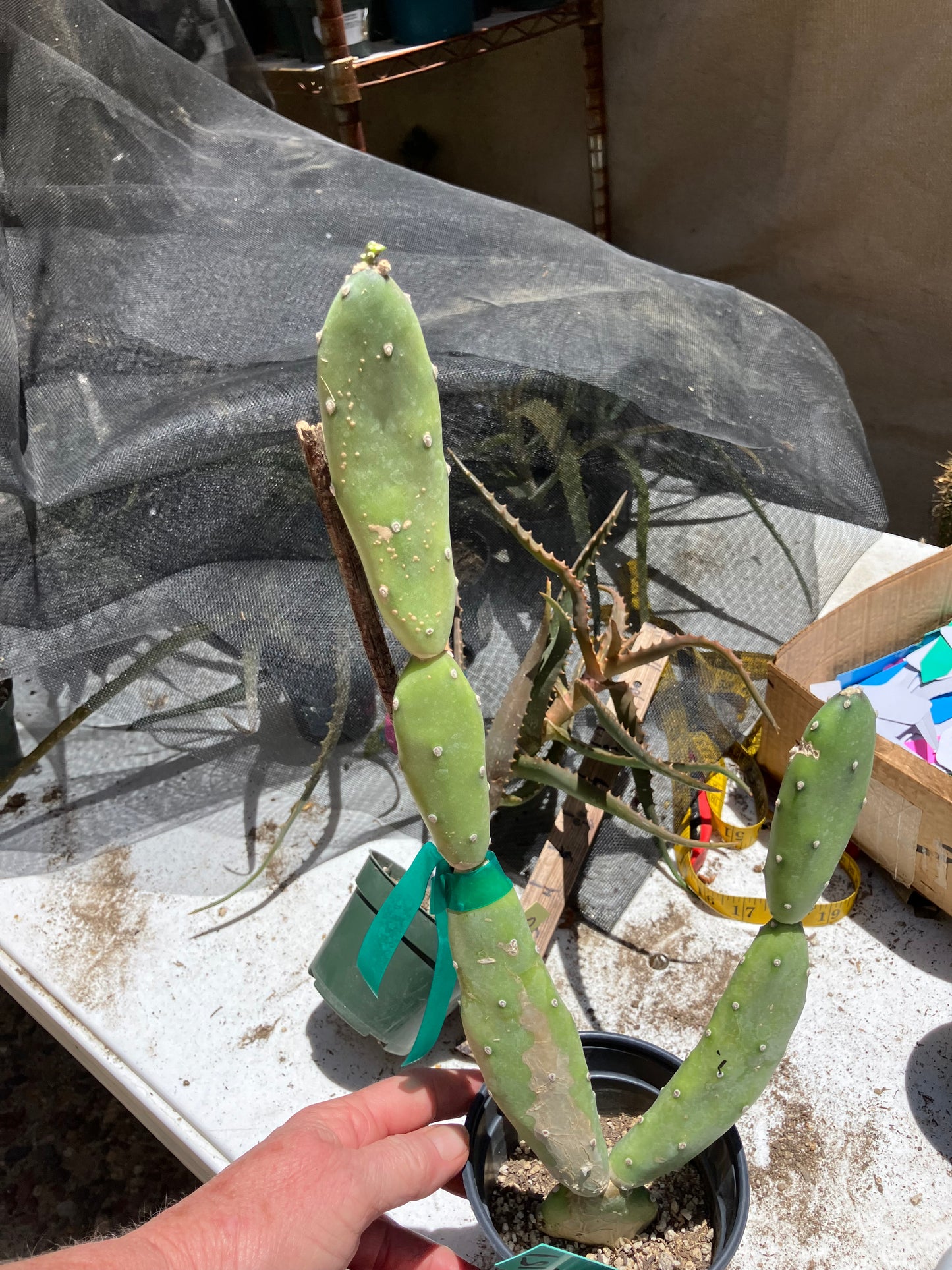 Opuntia canterae elata Cactus15" Tall #151G*