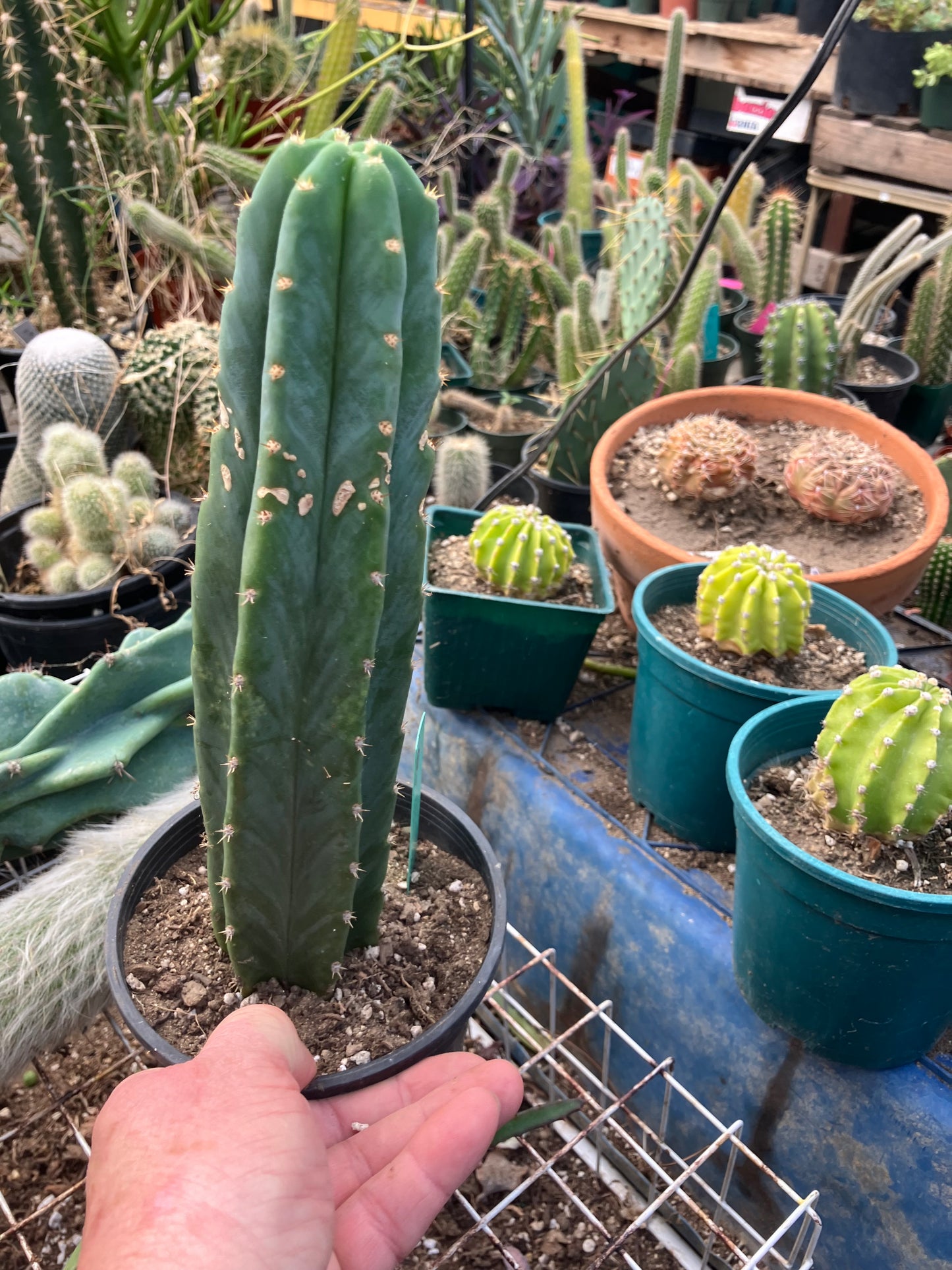 San Pedro Cactus - Trichocereus pachanoi 10" Tall #10G