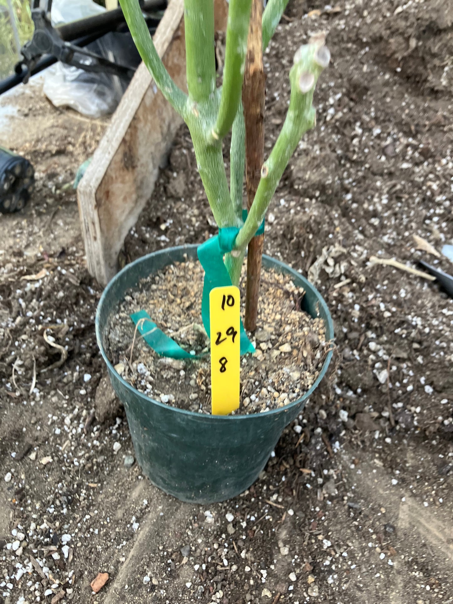 Euphorbia tirucalli Pencil Cactus 29"Tall 9"Wide #10Y