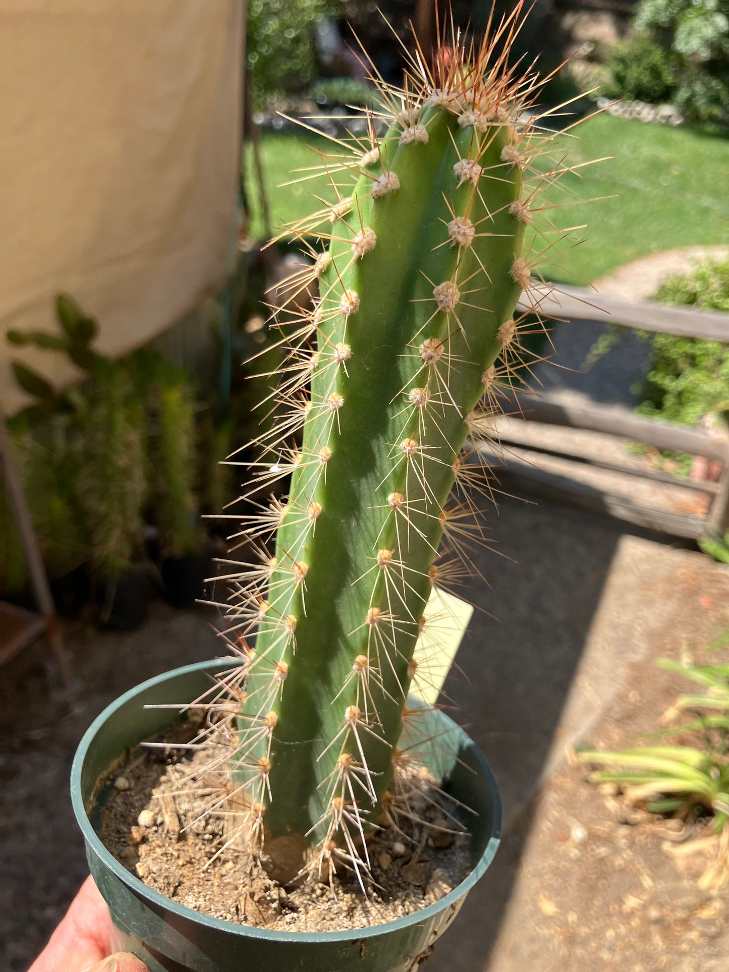 Pilosocereus gounellei Xique Cactus 7" Tall #77P