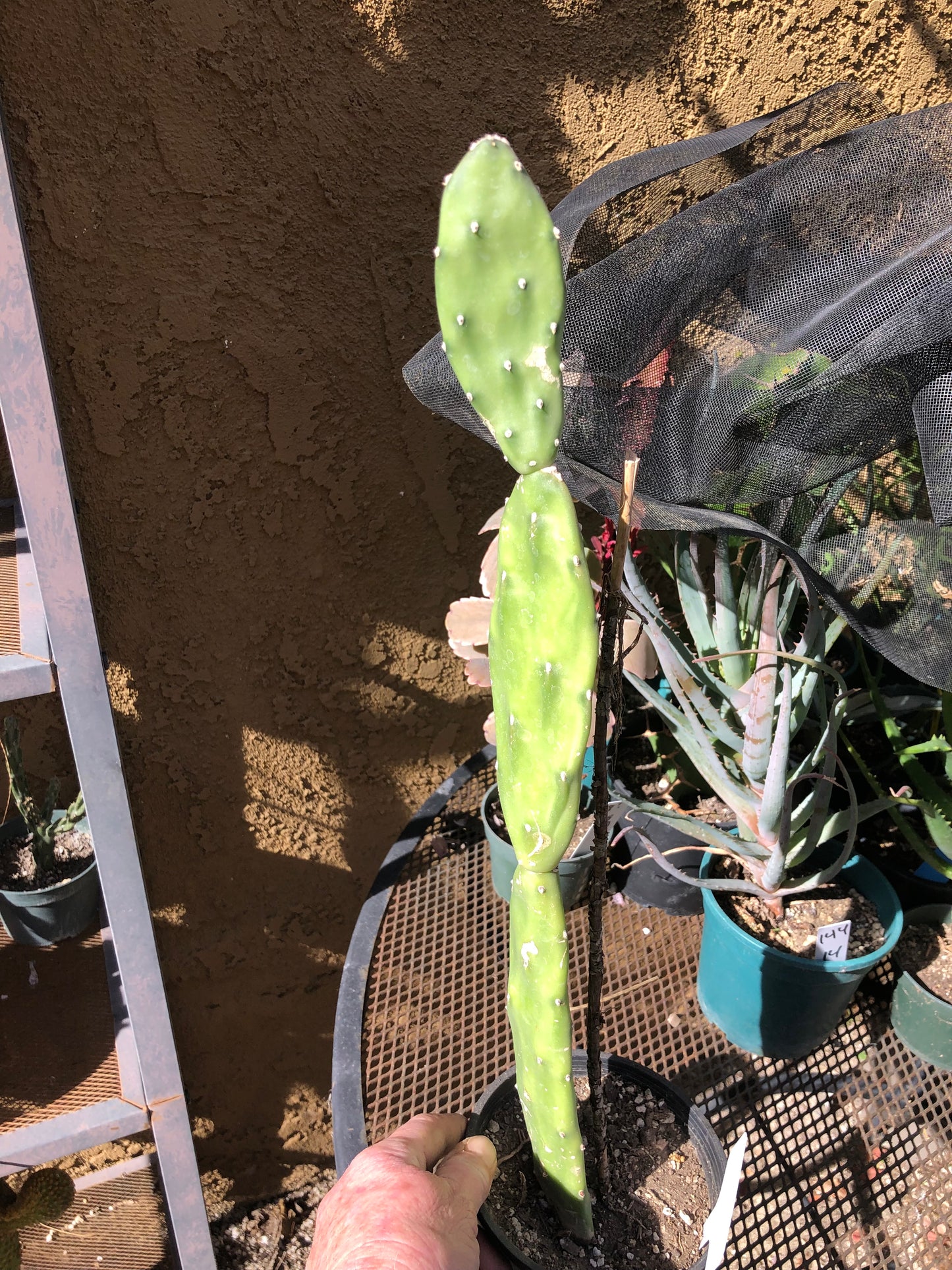 Opuntia canterae elata Cactus 23"Tall #333W