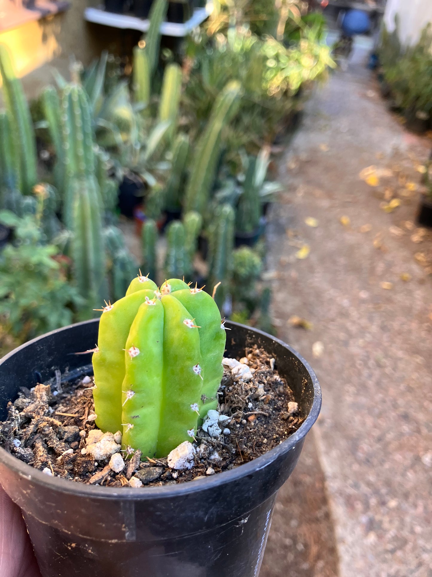 San Pedro Cactus - Trichocereus pachanoi 2"Tall #1P