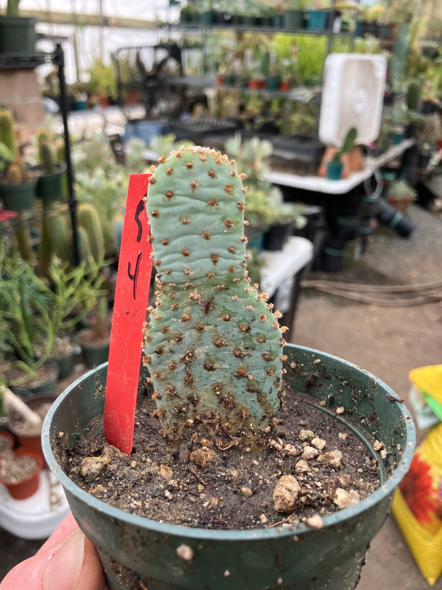 Opuntia Basilaris Beavertail Cactus 4"Tall #54R