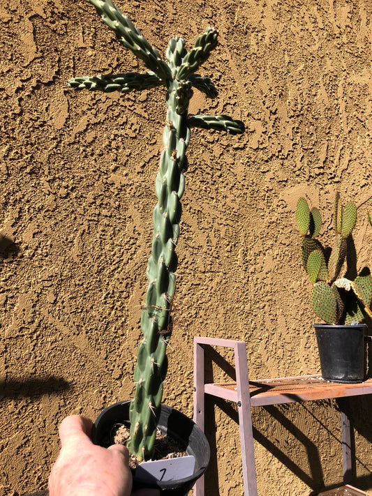 Cholla Cylindropuntia  Buckhorn 24”Tall #2W