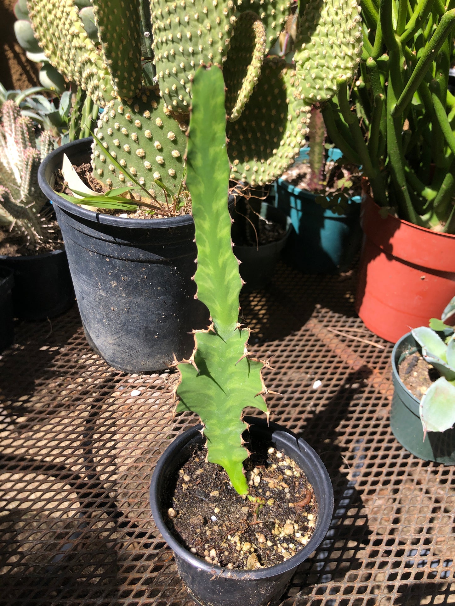 Euphorbia pseudocactus Zig Zag 8”Tall