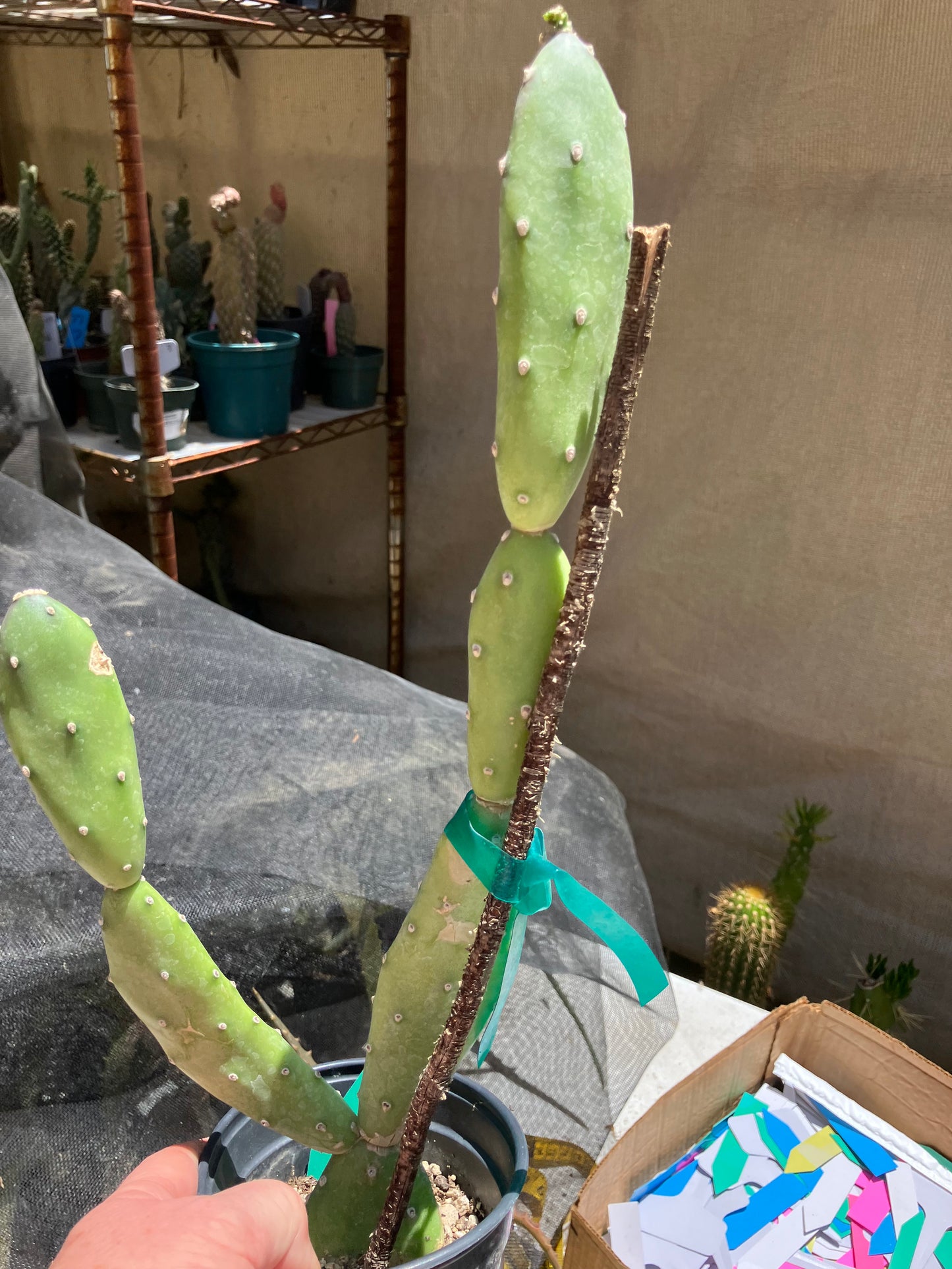 Opuntia canterae elata Cactus15" Tall #151G*