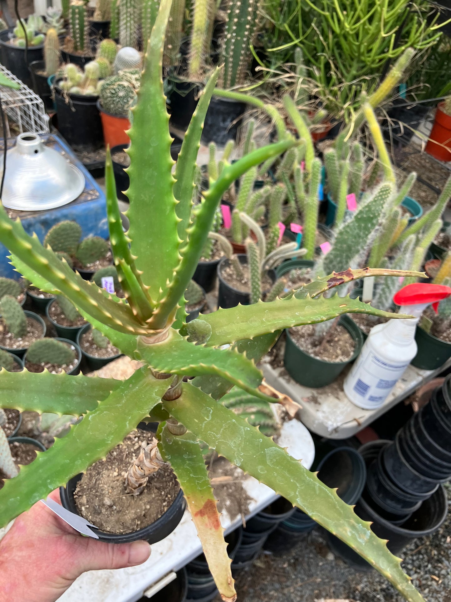 Aloe congolensis Congo Aloe Succulent 14”Tall #12W