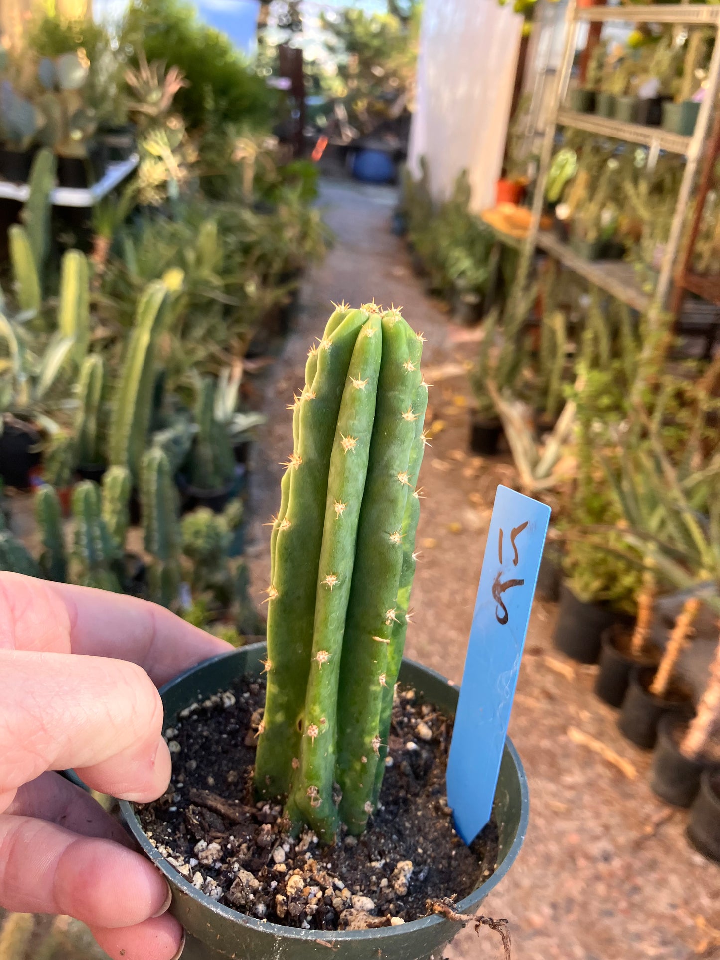 San Pedro Cactus - Trichocereus pachanoi 5"Tall #15B