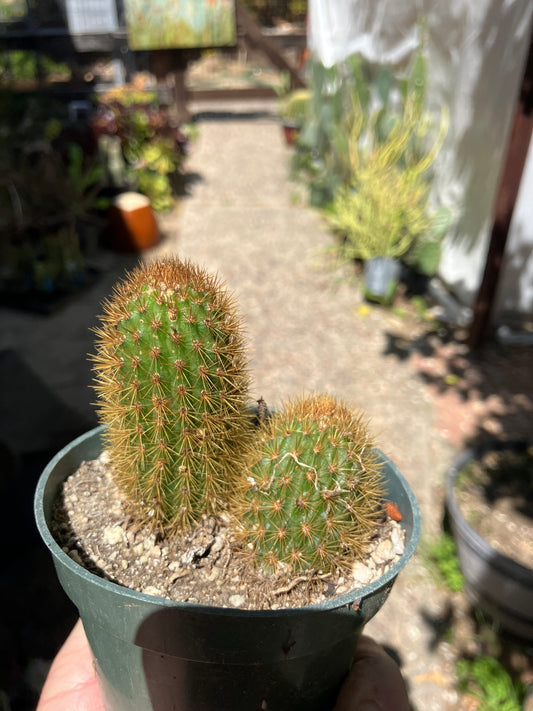 Cleistocactus winteri Golden Rat Tail Cactus 3.5”Tall #2Y