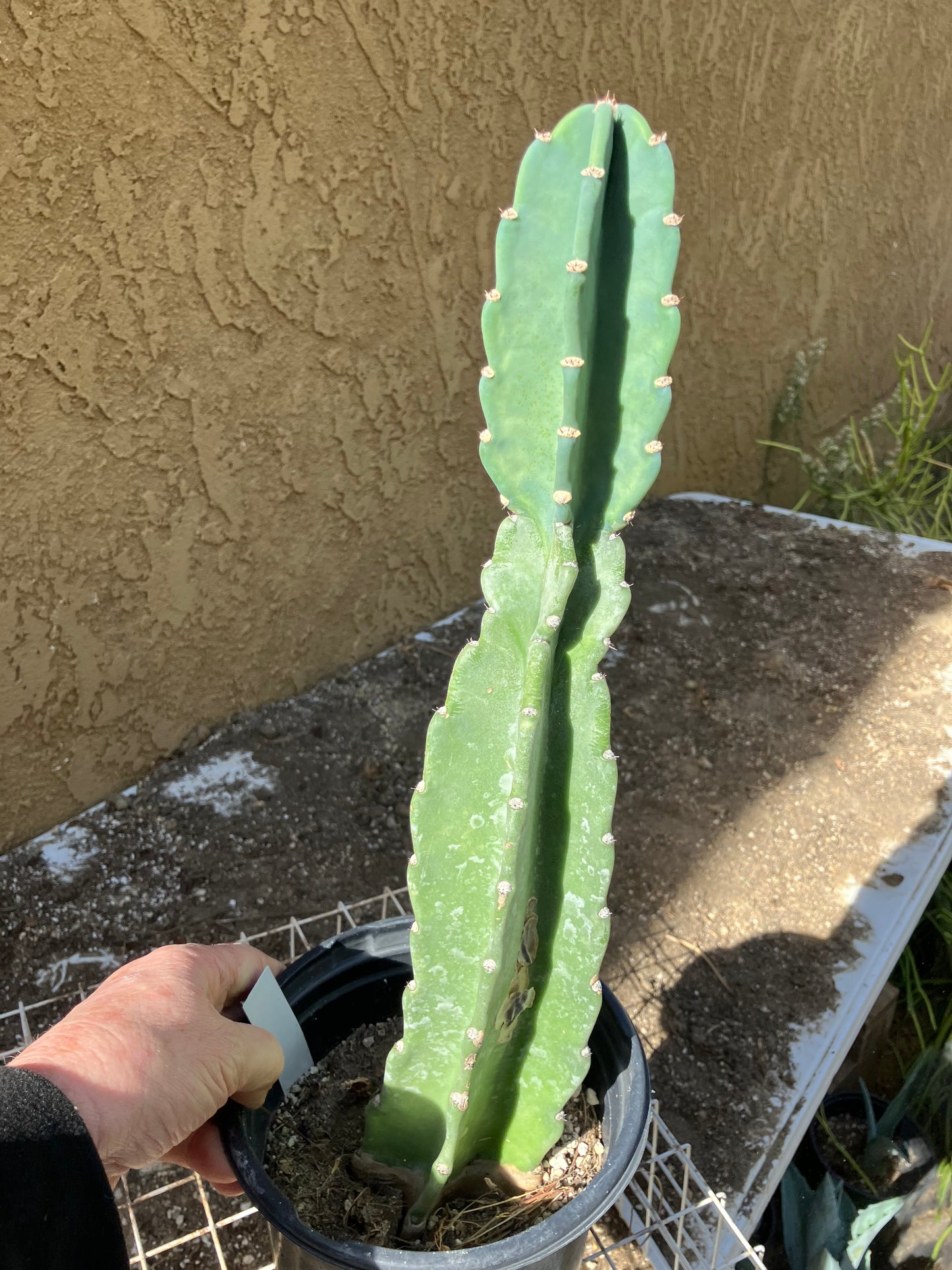 Cereus Peruvianus  Night Blooming 16"Tall#166W