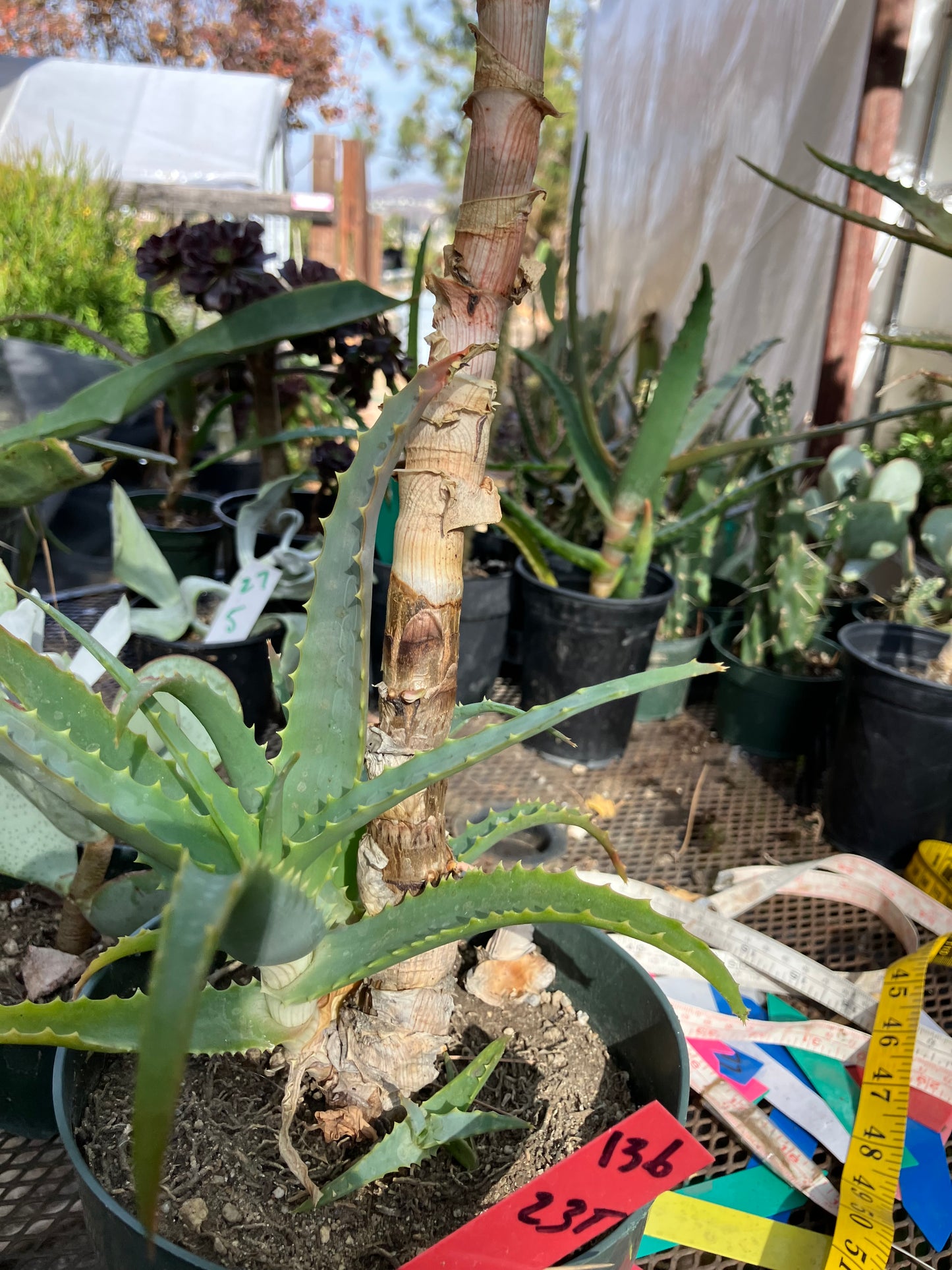 Aloe arborescens Torch Aloe 23"Tall 6Yr Old Succulent Plant #136R