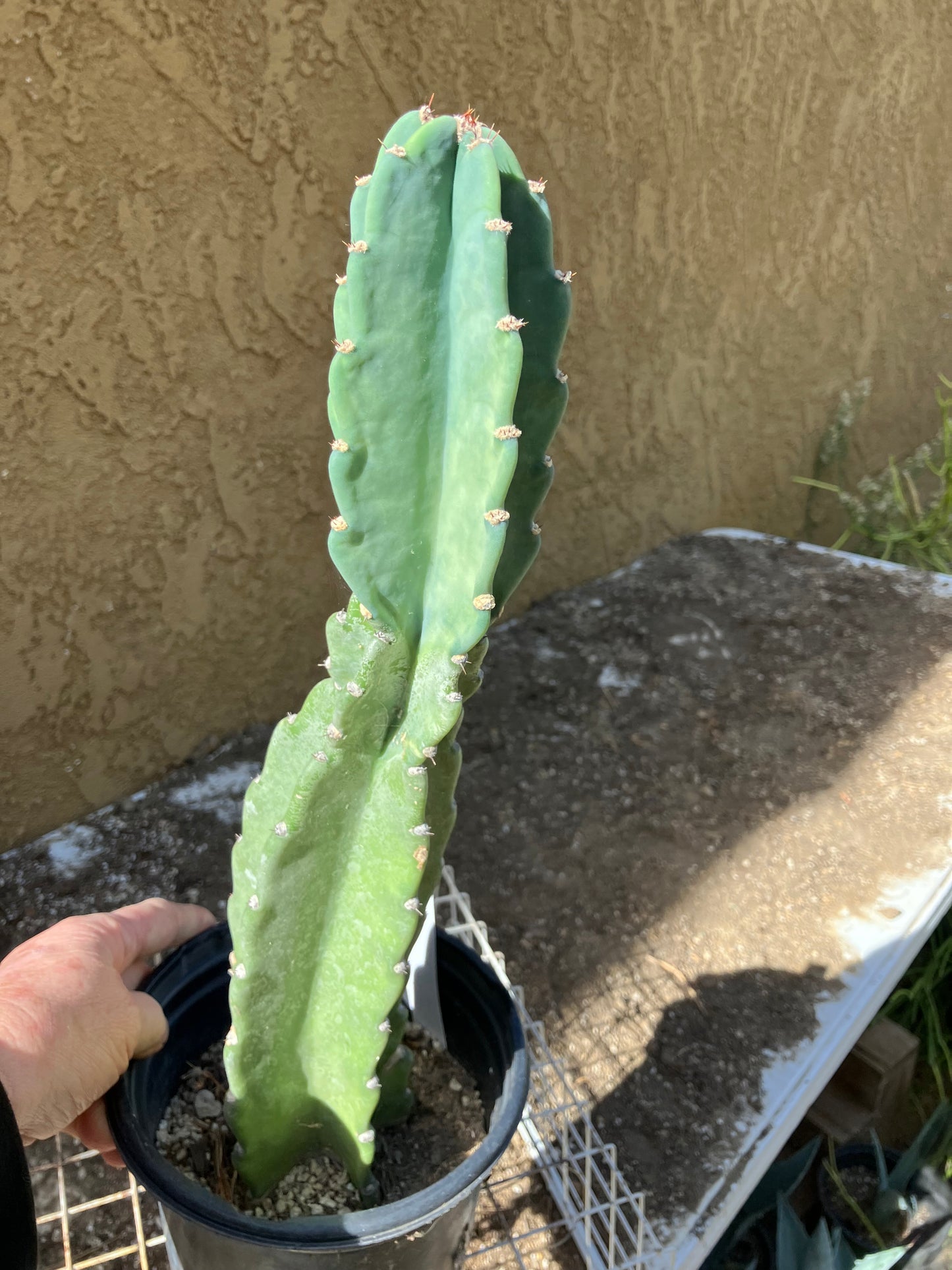 Cereus Peruvianus  Night Blooming 16"Tall#166W