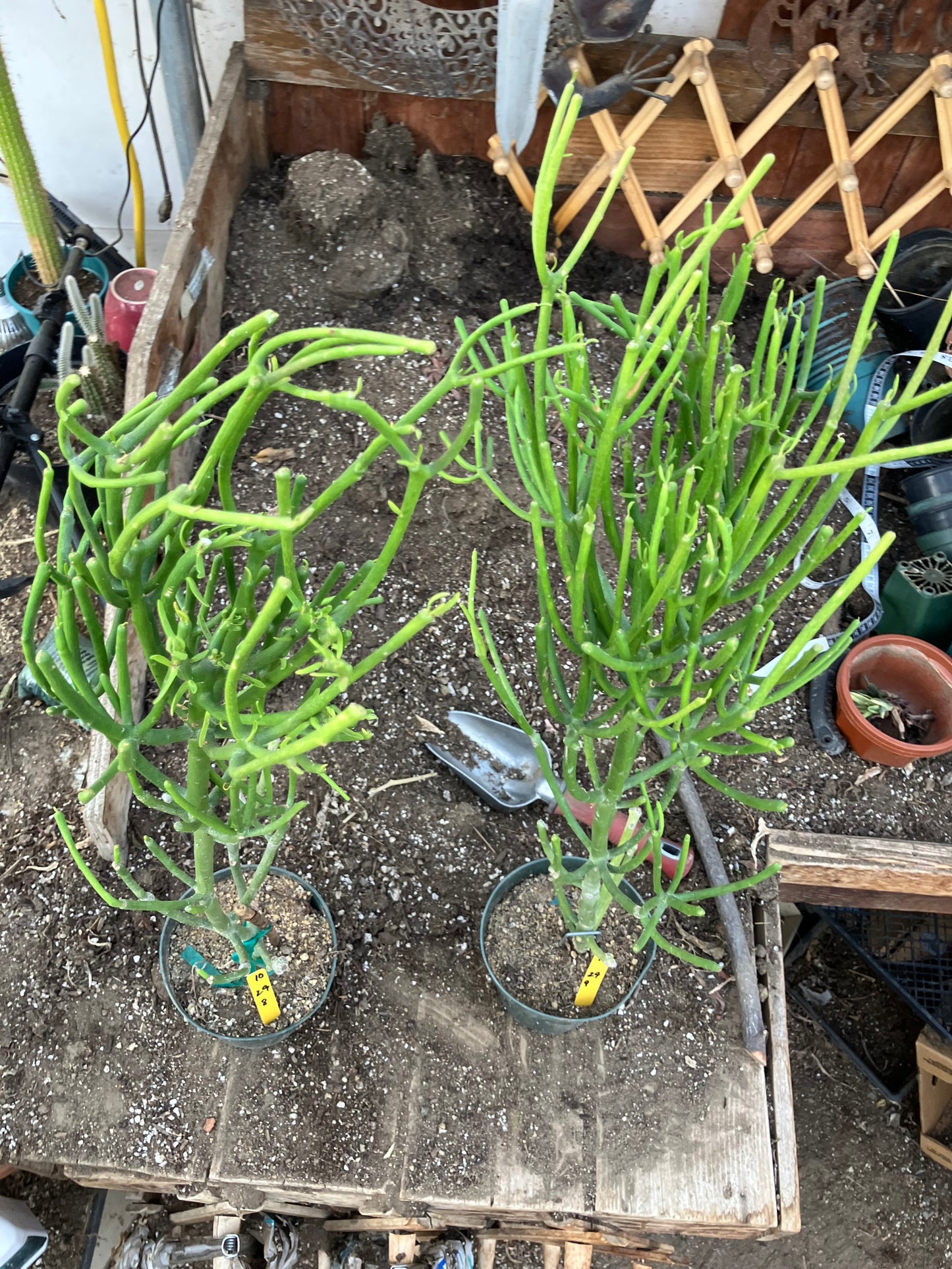 Euphorbia tirucalli Two (2)Twin Pencil Cactus 29"Tall 9"Wide #10Y,11Y