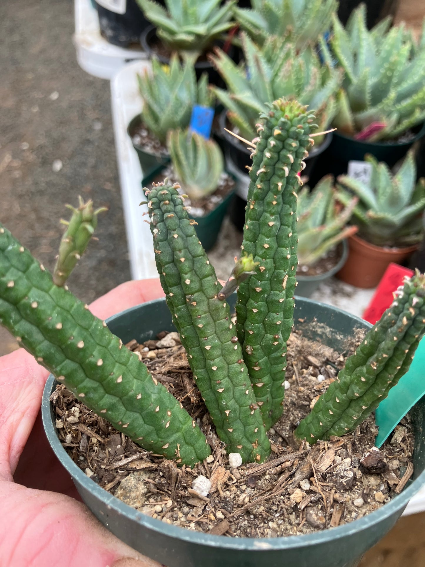 Euphorbia mammillarias GREEN Corn Cob 4"Tall #19G