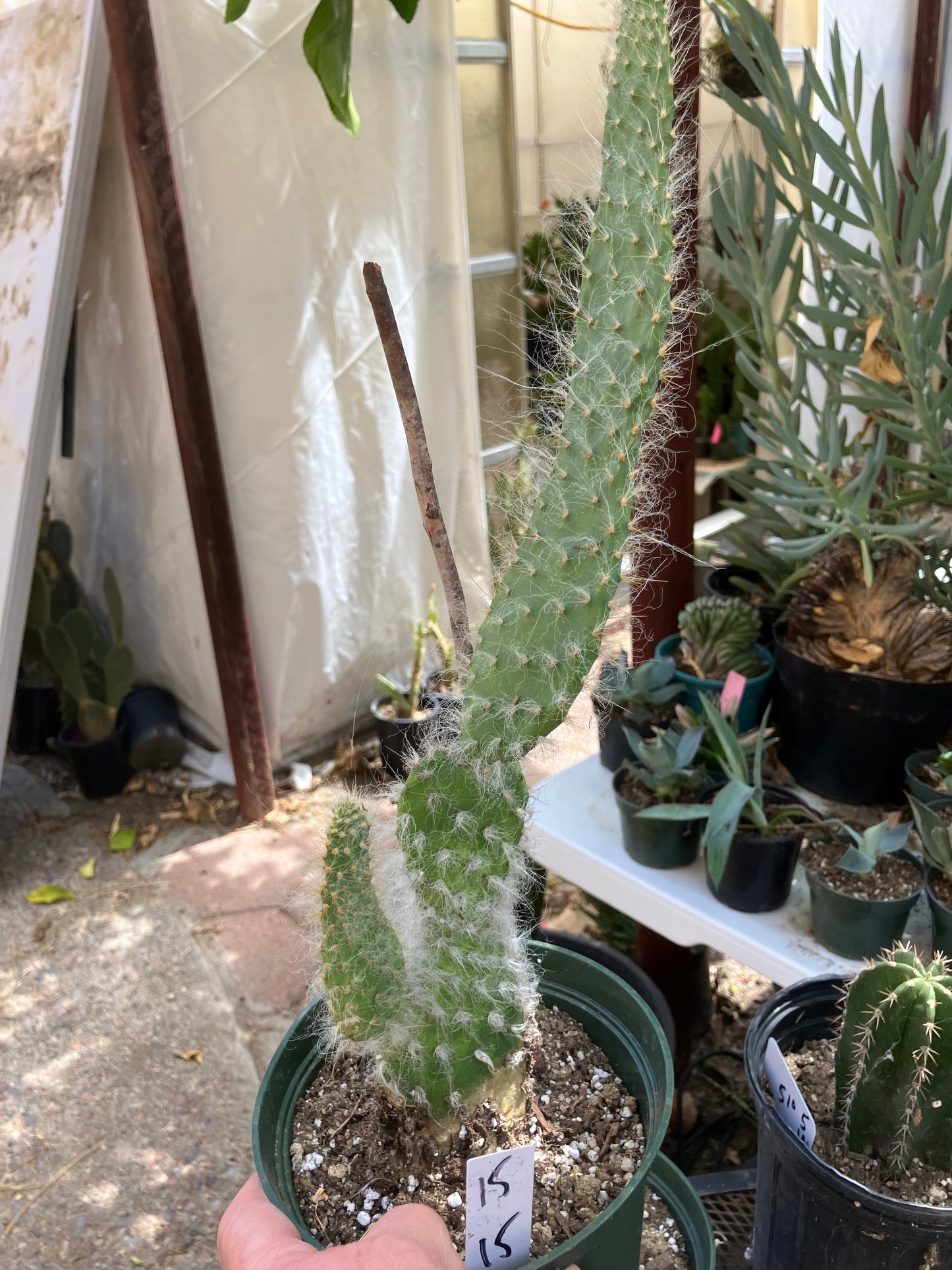 Opuntia erinacea ursine Snow Ponytail Cactus 15”Tall #15W