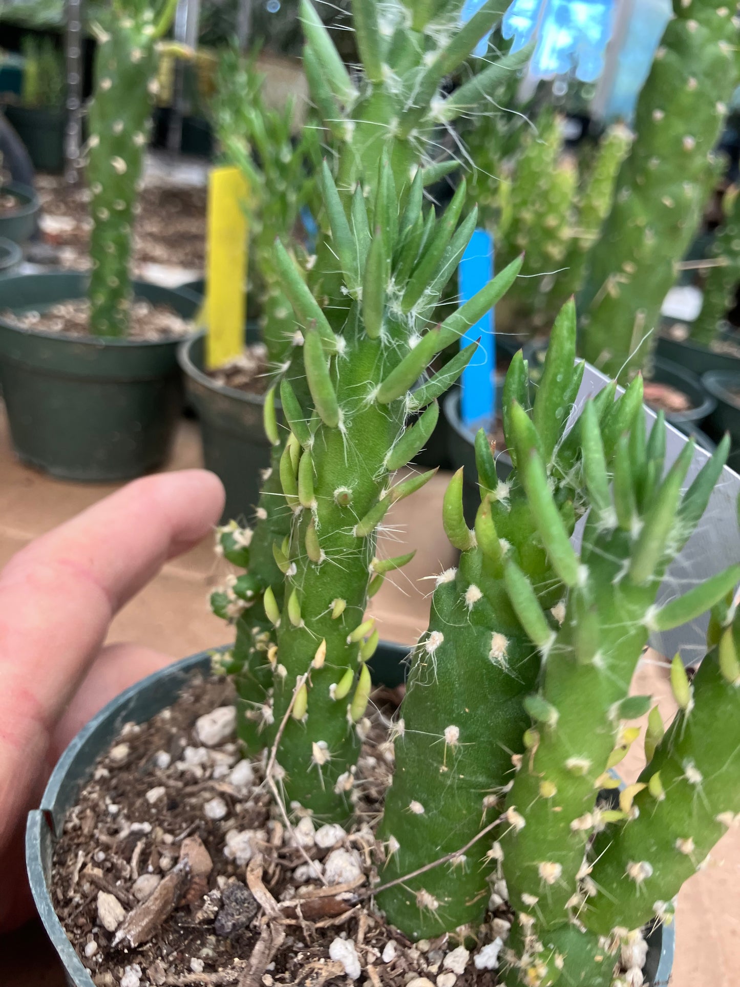 Austrocylindropuntia Cactus Gumbi Mini Eve's Needle 5"Tall #83R