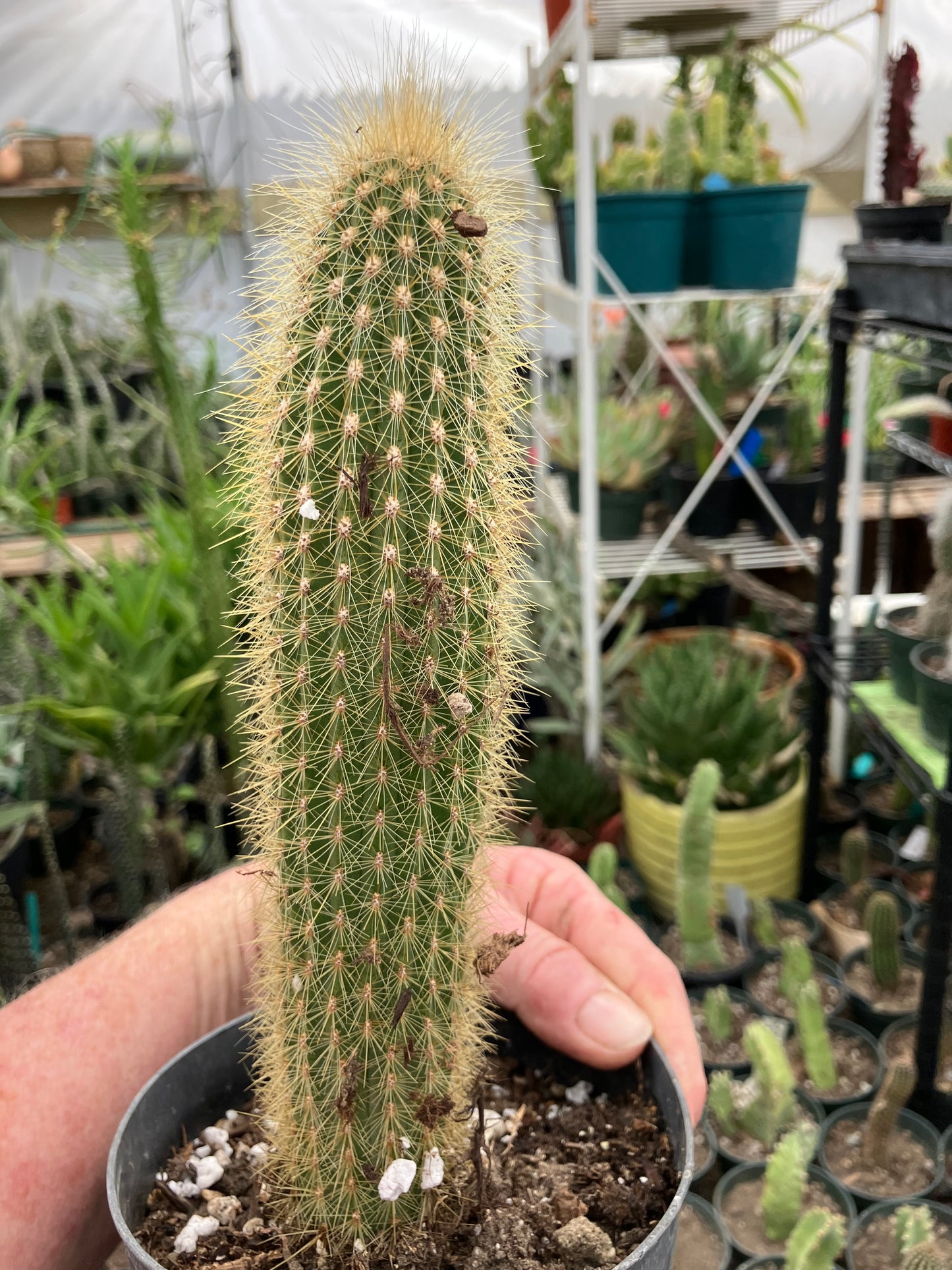 Cleistocactus hyalacanthus Cactus Columnar 9”Tall #90G