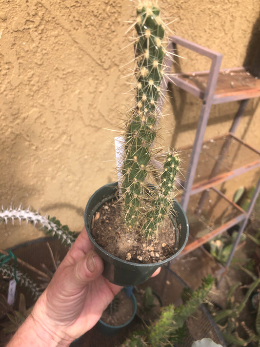 Cholla Cylindropuntia  Buckhorn 8"Tall #110