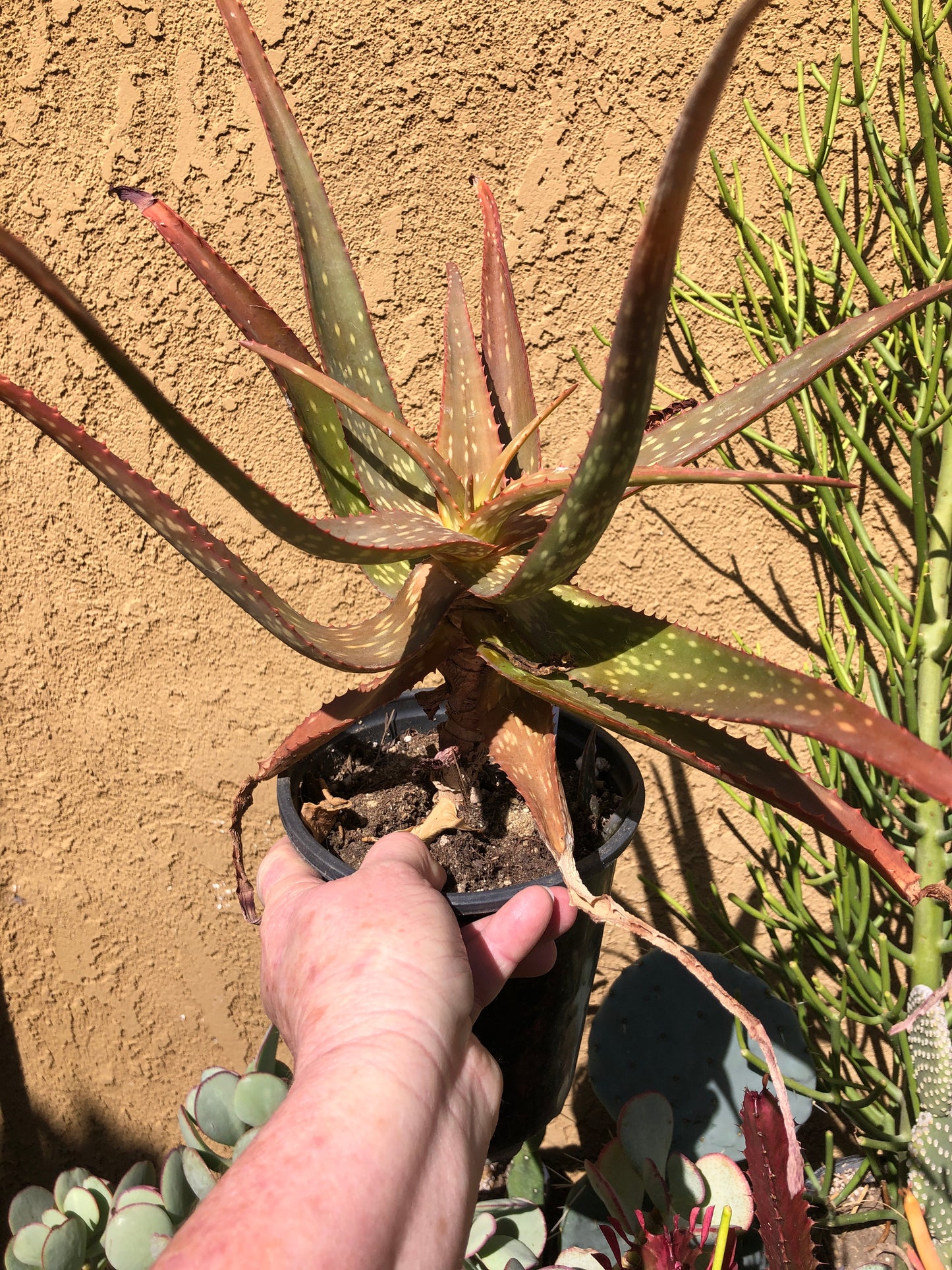 Aloe Cultivar Night Sky  Extra Large Specimen 14”Tall 18"Wide #1W