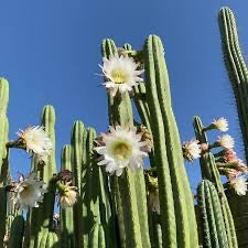 San Pedro Cactus - Trichocereus pachanoi 4" Tall #40W