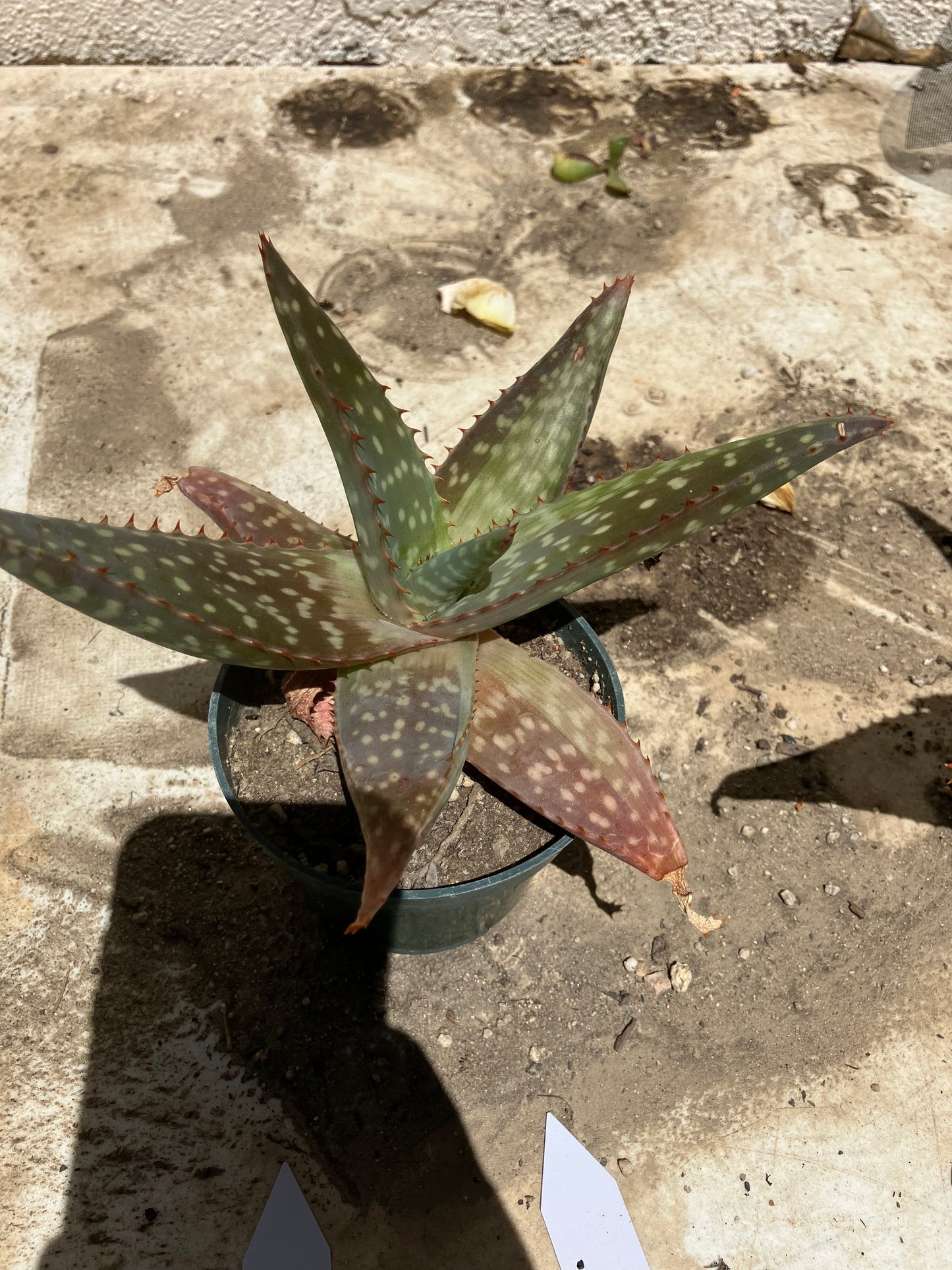 Aloe ~maculata "Soap Aloe" 6" Wide  #28W